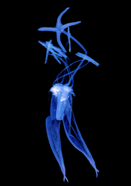 <b>(c)西村陽一郎</b>