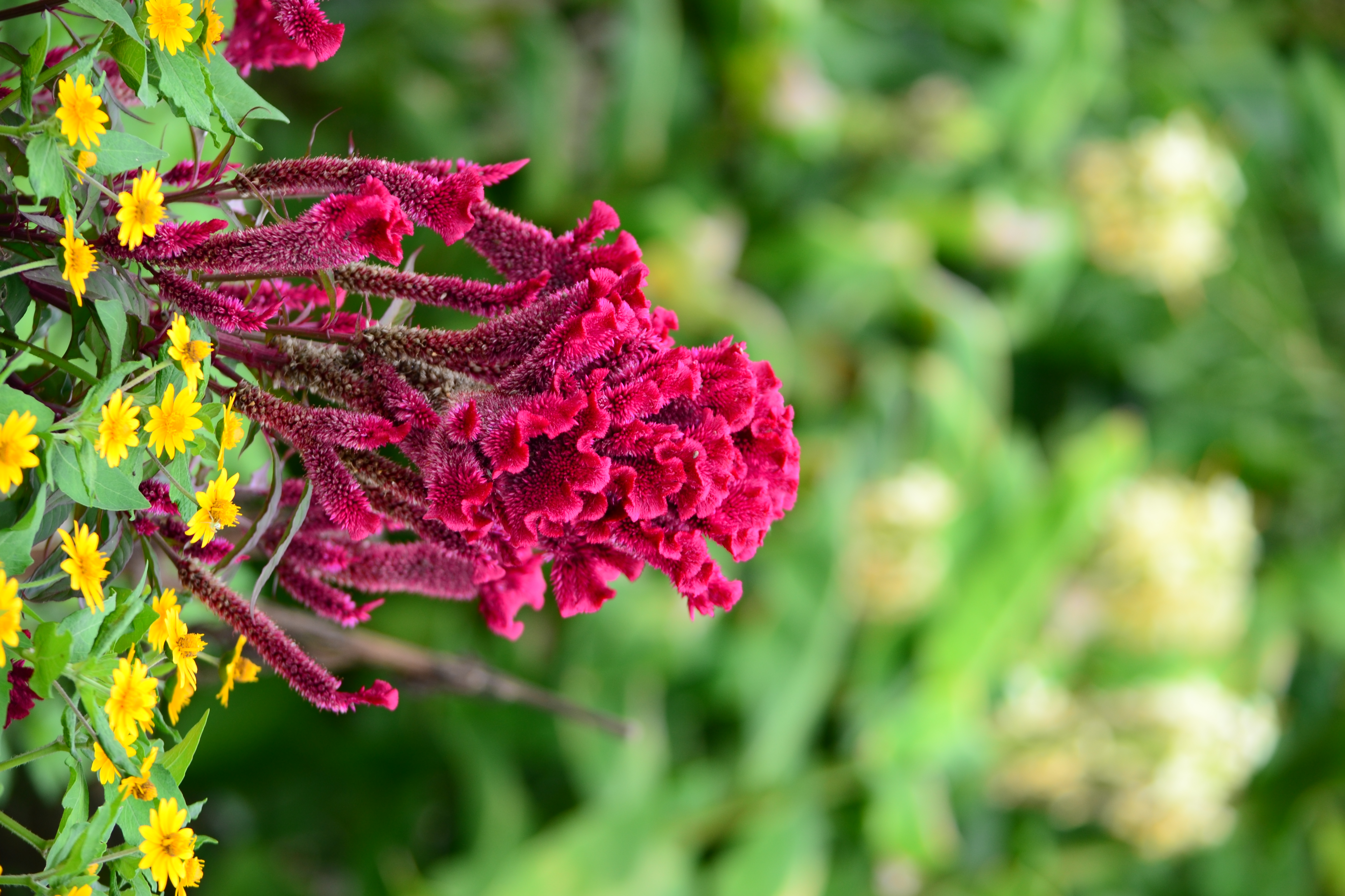 <b>ピクチャーコントロール：ビビッド<br>D3100 / AF-S DX NIKKOR 55-300mm F4.5-5.6 G ED VR / 4,608×3,072 / マニュアル露出 / 1/20秒 / F4.5 / -0.7EV / ISO100 / WB:晴天 / 92mm（138mm相当）</b>