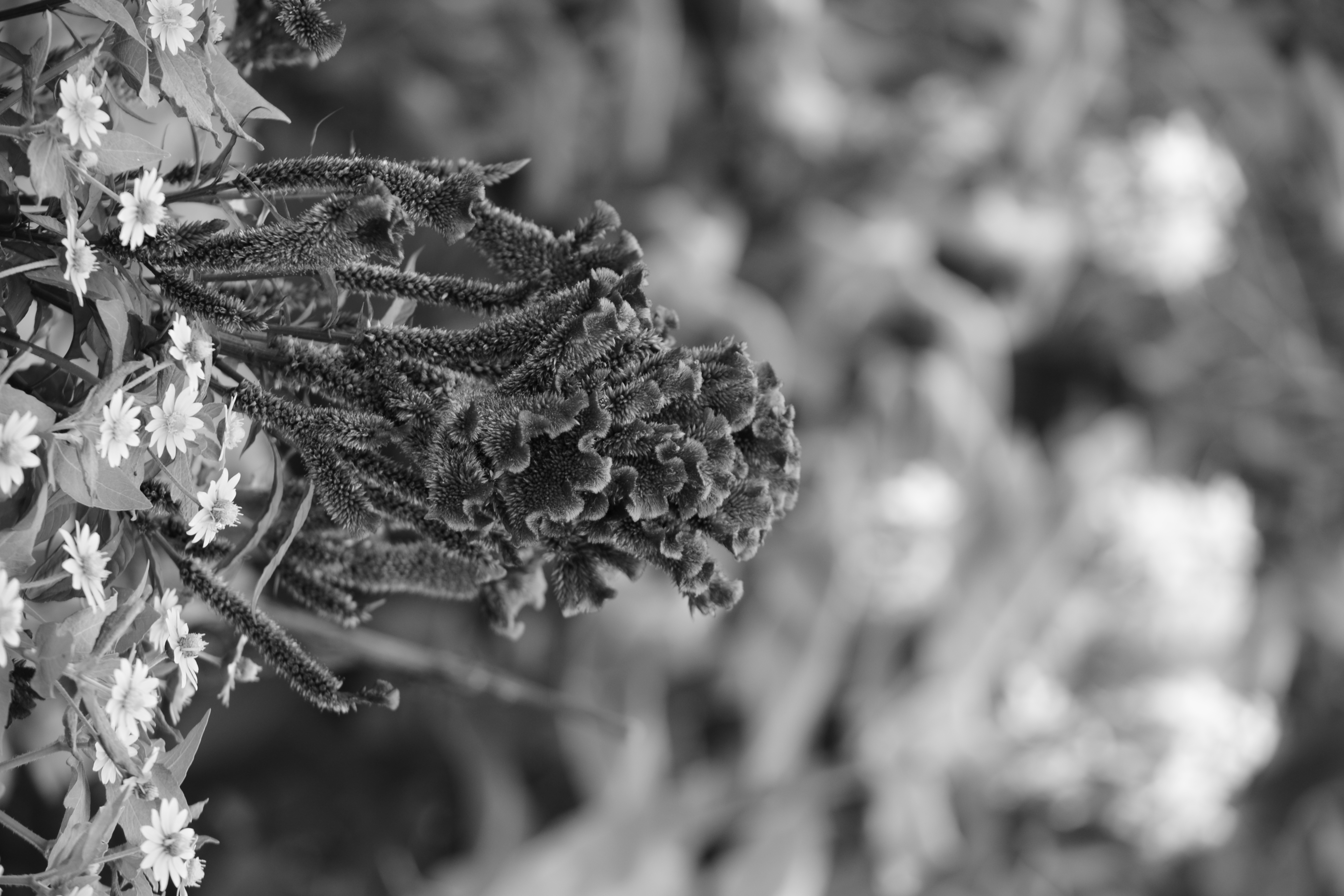 <b>ピクチャーコントロール：モノクローム<br>D3100 / AF-S DX NIKKOR 55-300mm F4.5-5.6 G ED VR / 4,608×3,072 / マニュアル露出 / 1/20秒 / F4.5 / -0.7EV / ISO100 / WB:晴天 / 92mm（138mm相当）</b>