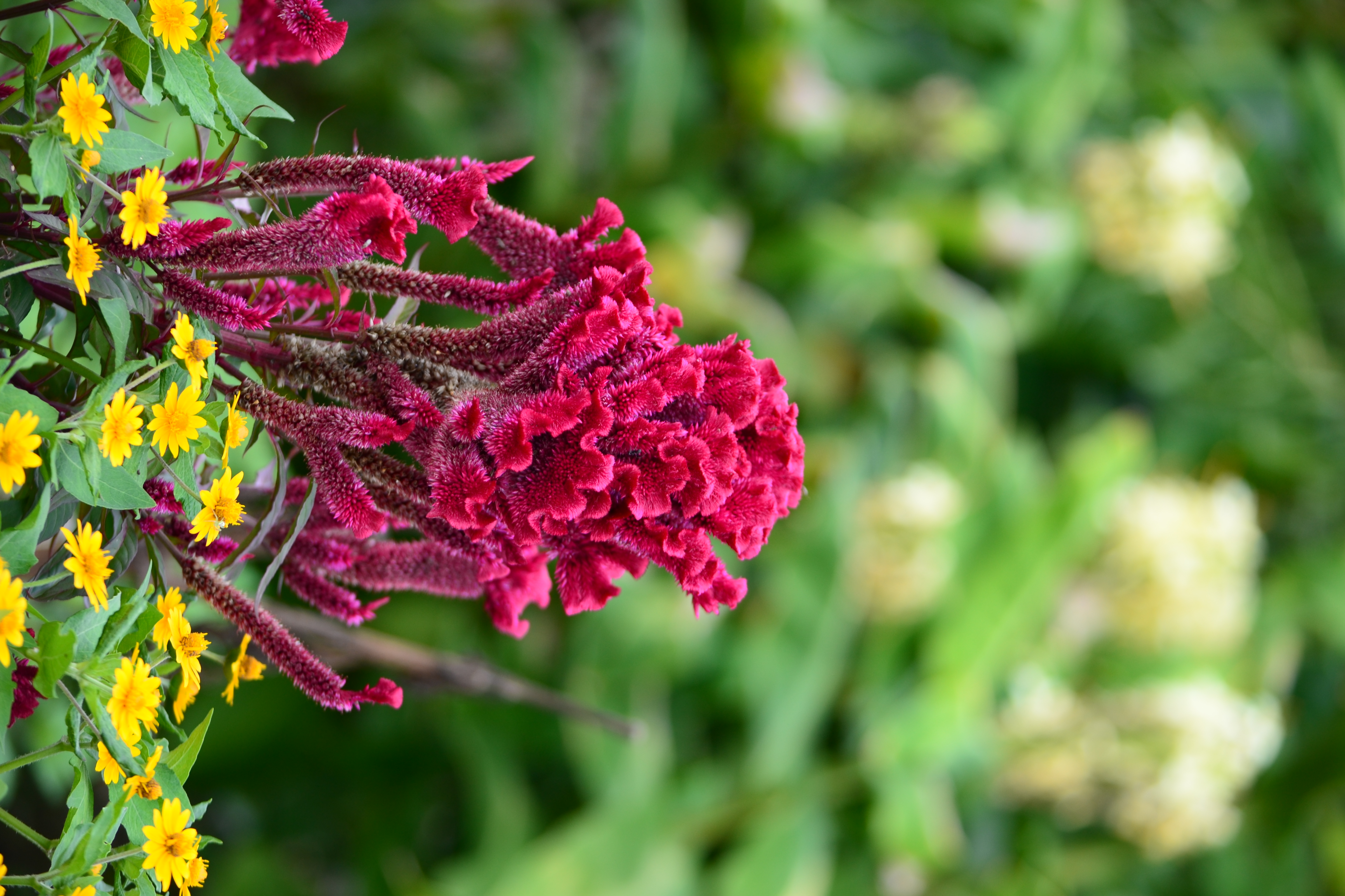 <b>ピクチャーコントロール：風景<br>D3100 / AF-S DX NIKKOR 55-300mm F4.5-5.6 G ED VR / 4,608×3,072 / マニュアル露出 / 1/15秒 / F4.5 / -0.7EV / ISO100 / WB:晴天 / 92mm（138mm相当）</b>