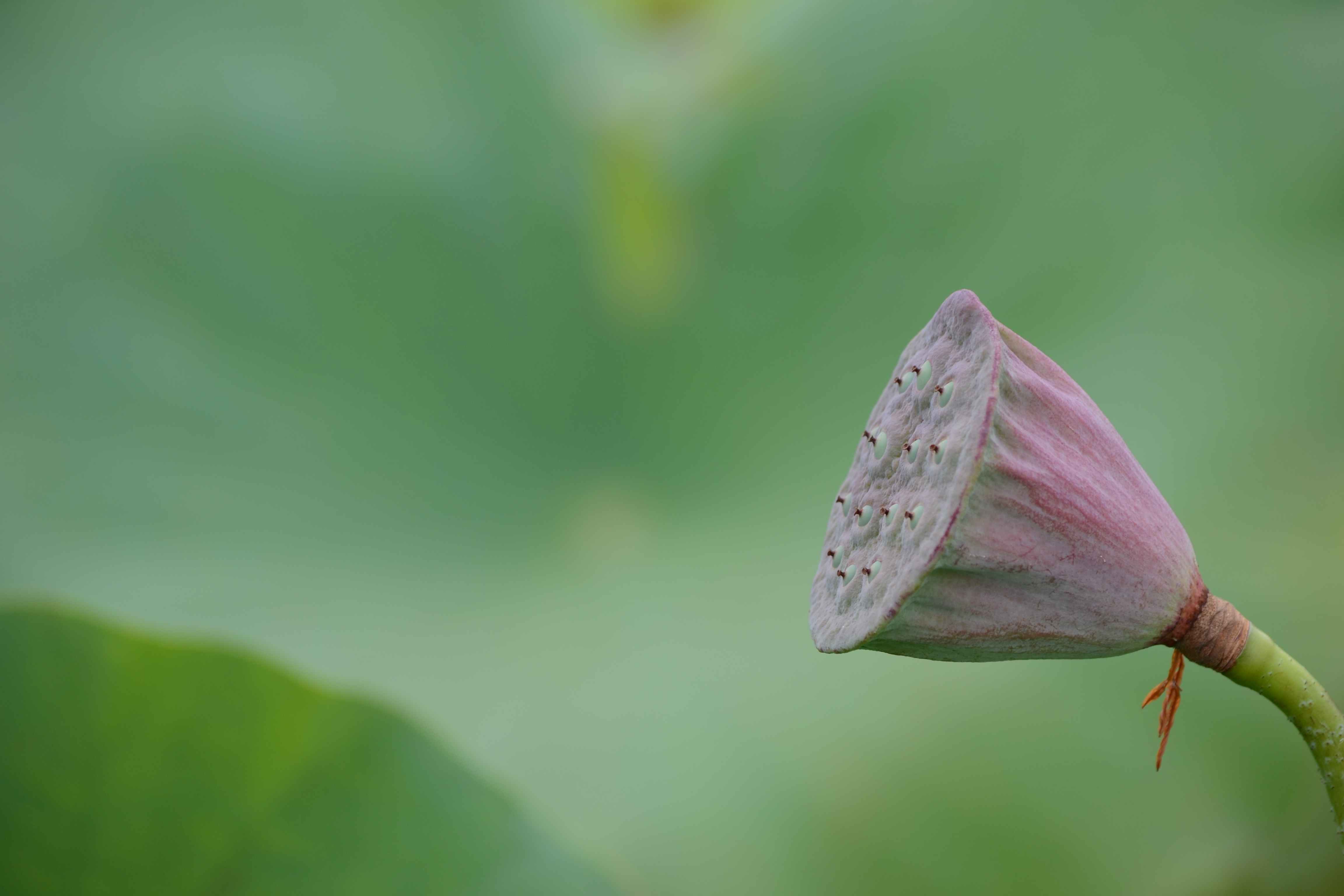 <b>これも手持ち&amp;AFで撮ったカット。少し絞ったほうがシマリが出てよさそうな感じがする<br>D3100 / AF-S DX NIKKOR 55-300mm F4.5-5.6 G ED VR / 4,608×3,072 / 絞り優先AE / 1/160秒 / F7.1 / 0EV / ISO100 / WB:オート / 185mm（277mm相当）</b>