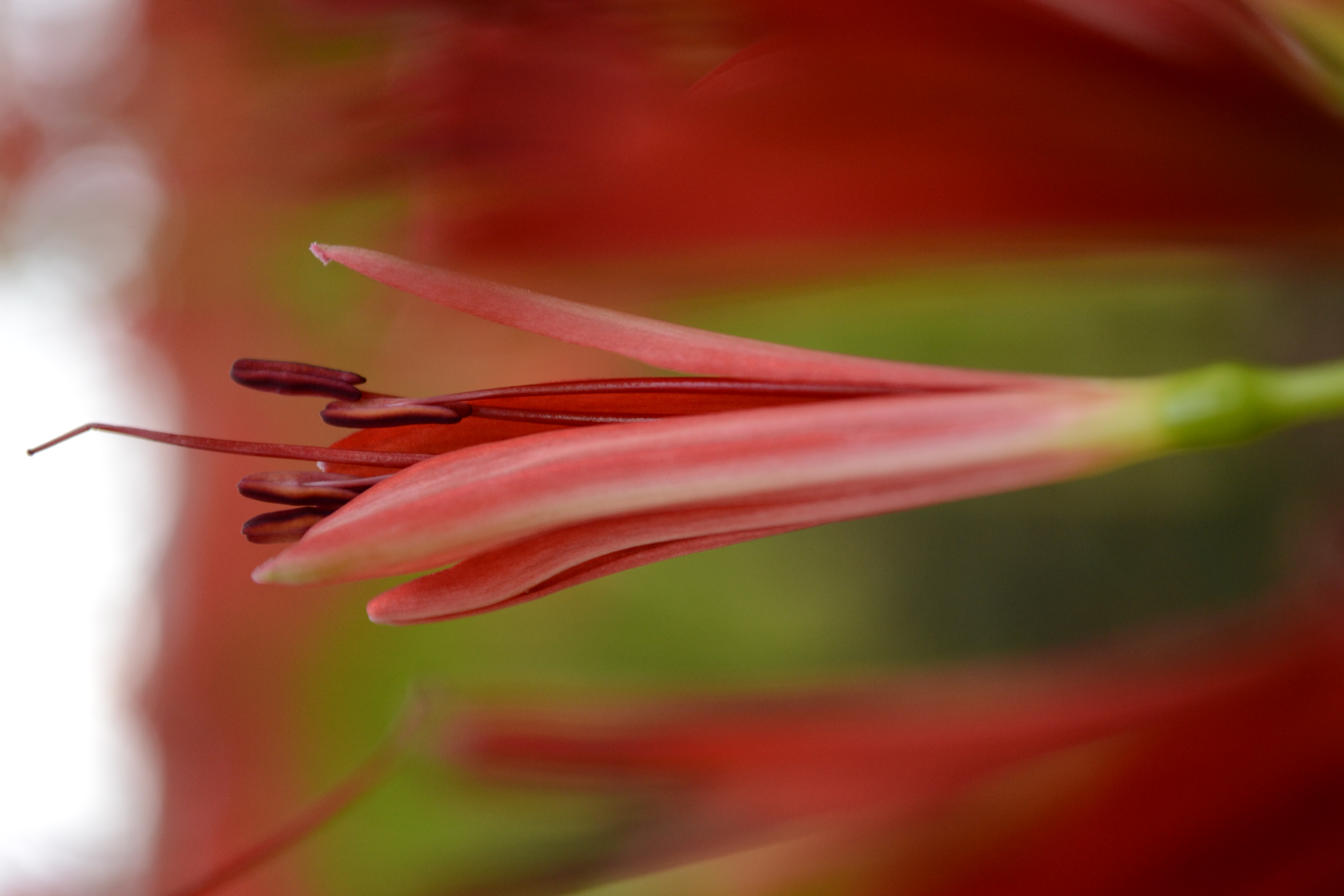 <b>望遠端の最短撮影距離付近。暗かったのでISO400にアップして撮った<br>D3100 / AF-S DX NIKKOR 18-55mm F3.5-5.6 G VR / 4,608×3,072 / 絞り優先AE / 1/100秒 / F5.6 / -0.7EV / ISO400 / WB:晴天 / 55mm（82mm相当）</b>