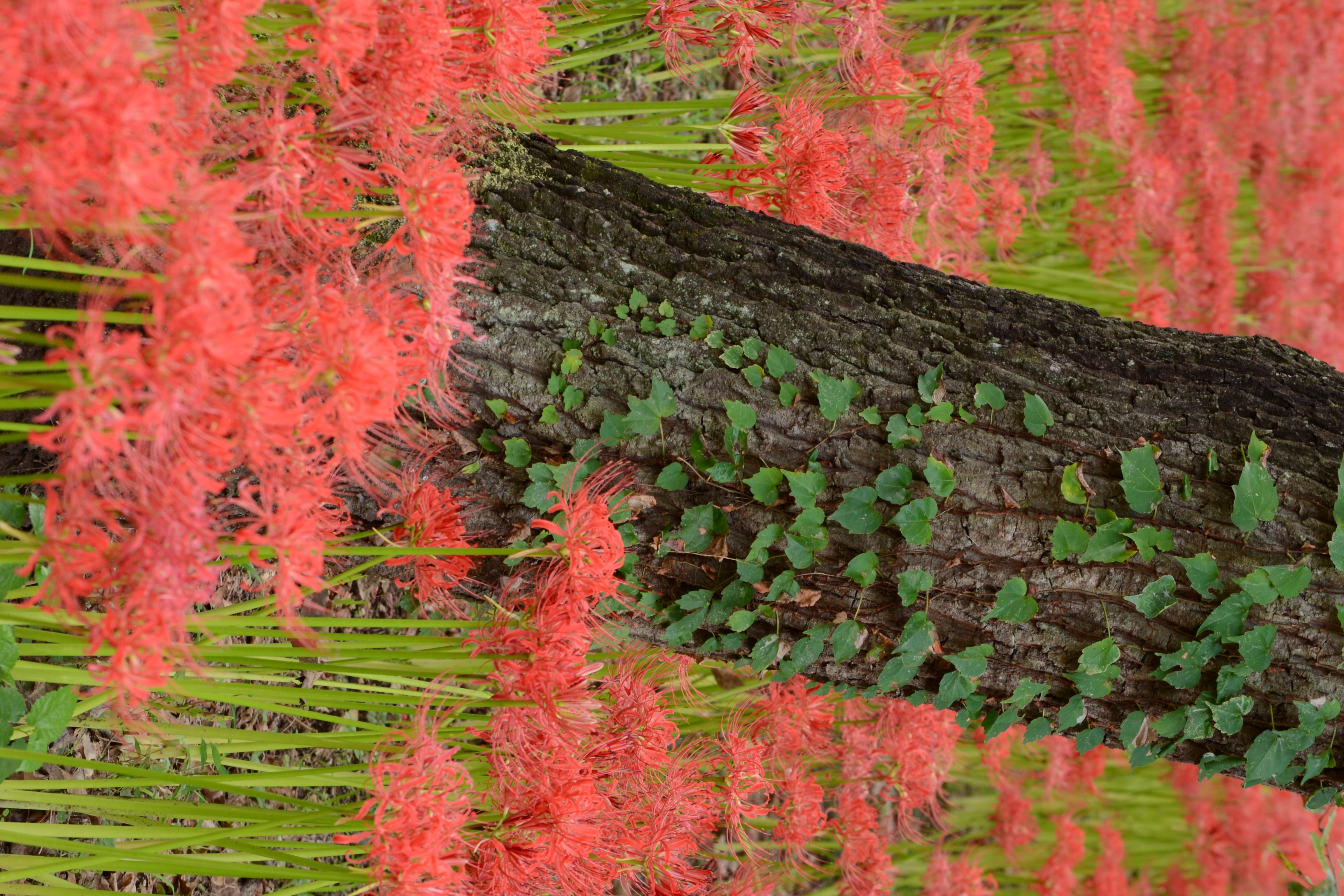 <b>低速シャッターが多いときだと、セルフタイマーが自動解除されなくなったのがこっそりとうれしかったりする<br>D3100 / AF-S DX NIKKOR 55-300mm F4.5-5.6 G ED VR / 4,608×3,072 / 絞り優先AE / 1/8秒 / F11 / -0.7EV / ISO100 / WB:晴天 / 110mm（165mm相当）</b>