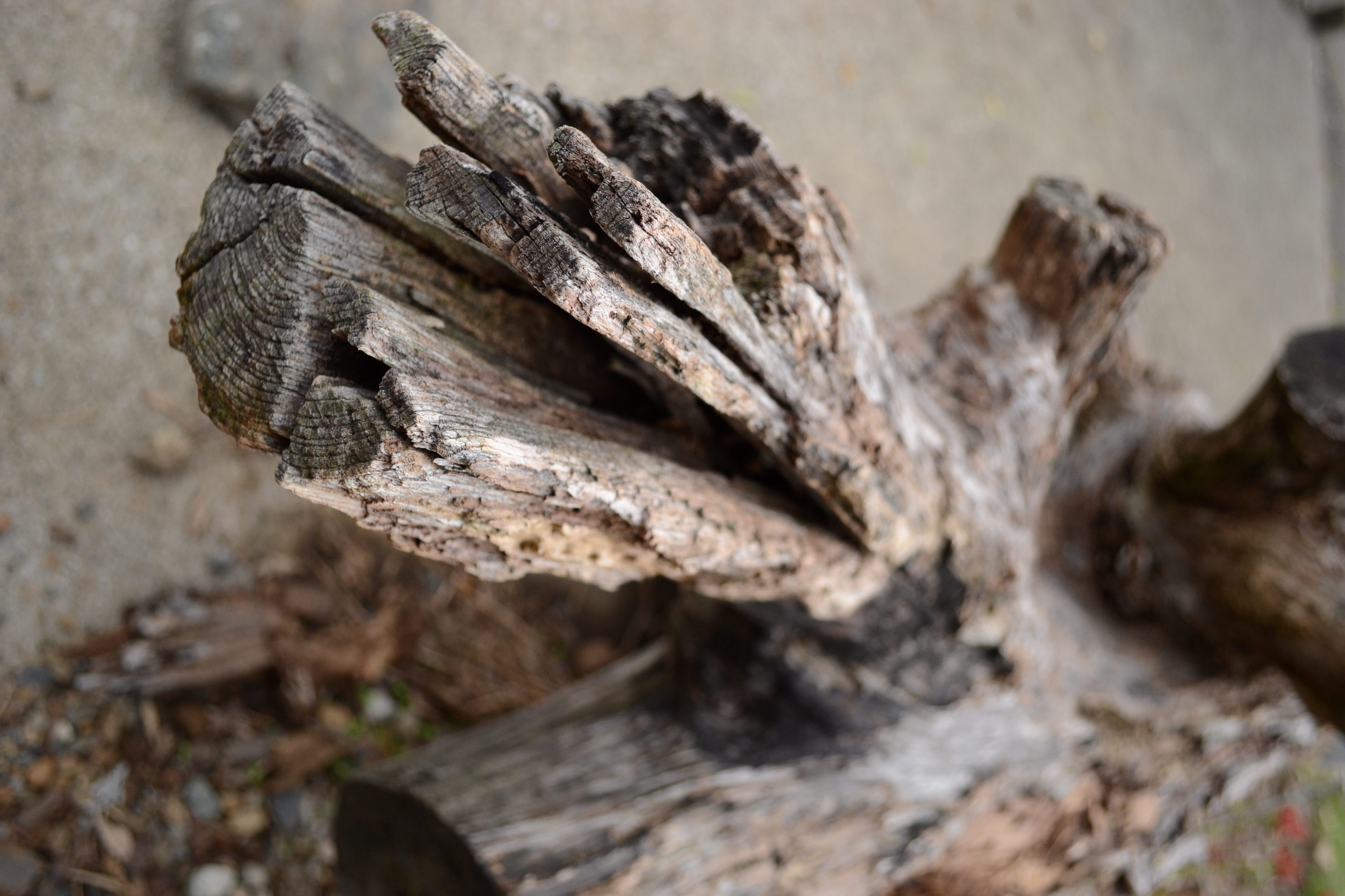 <b>駐車場の脇に置かれていた木。広角端で絞りを開けて撮ったが、背景ボケはあまりきれいじゃない<br>D3100 / AF-S DX NIKKOR 18-55mm F3.5-5.6 G VR / 4,608×3,072 / 絞り優先AE / 1/640秒 / F4 / 0.3EV / ISO400 / WB:晴天 / 18mm（27mm相当）</b>