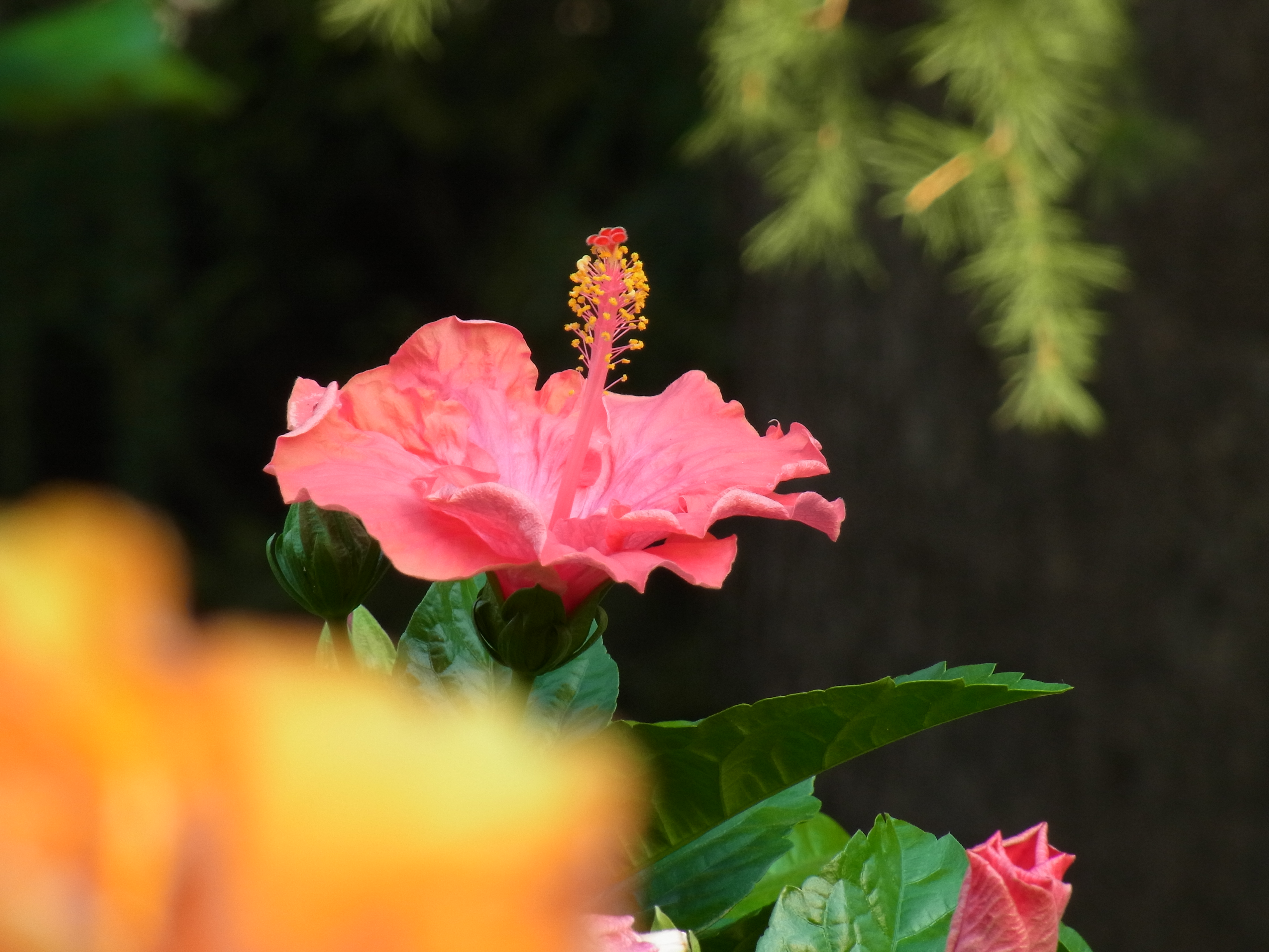 <b>ISO100<br>CX4 / 約3.2MB / 3,648×2,736 / 1/73秒 / F5.6 / -0.3EV / WB:屋外 / 52.5mm</b>