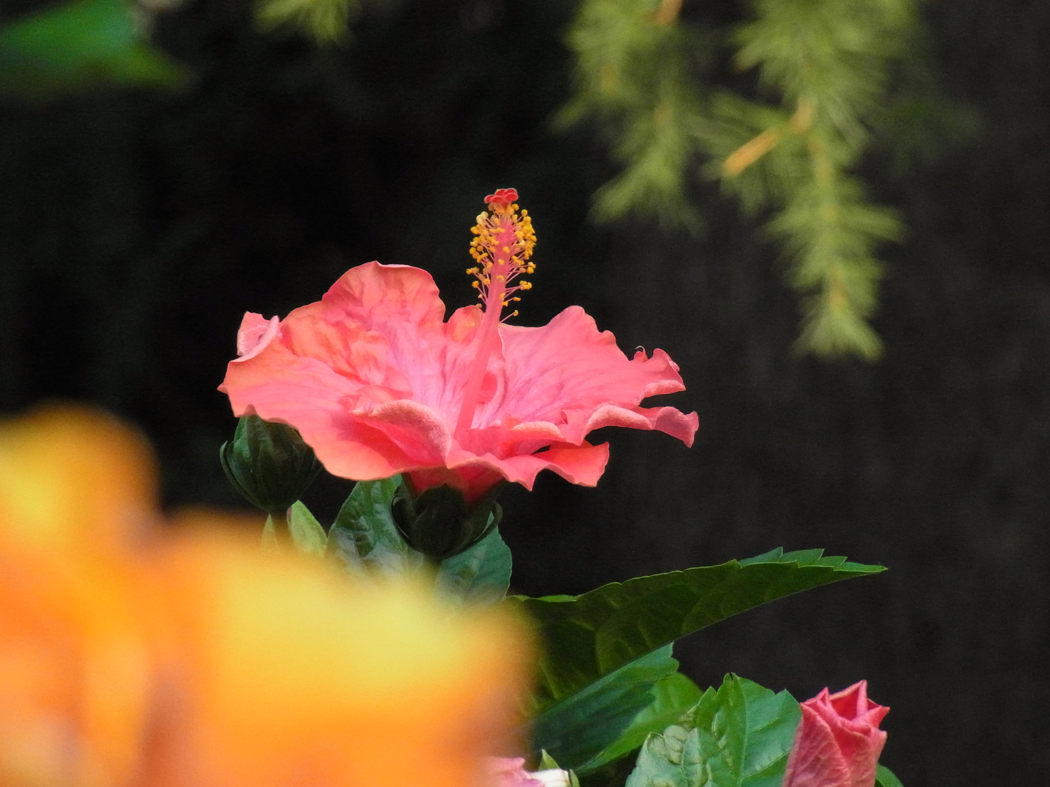 <b>ISO800<br>CX4 / 約3.2MB / 3,648×2,736 / 1/760秒 / F5.6 / -0.3EV / WB:屋外 / 52.5mm</b>