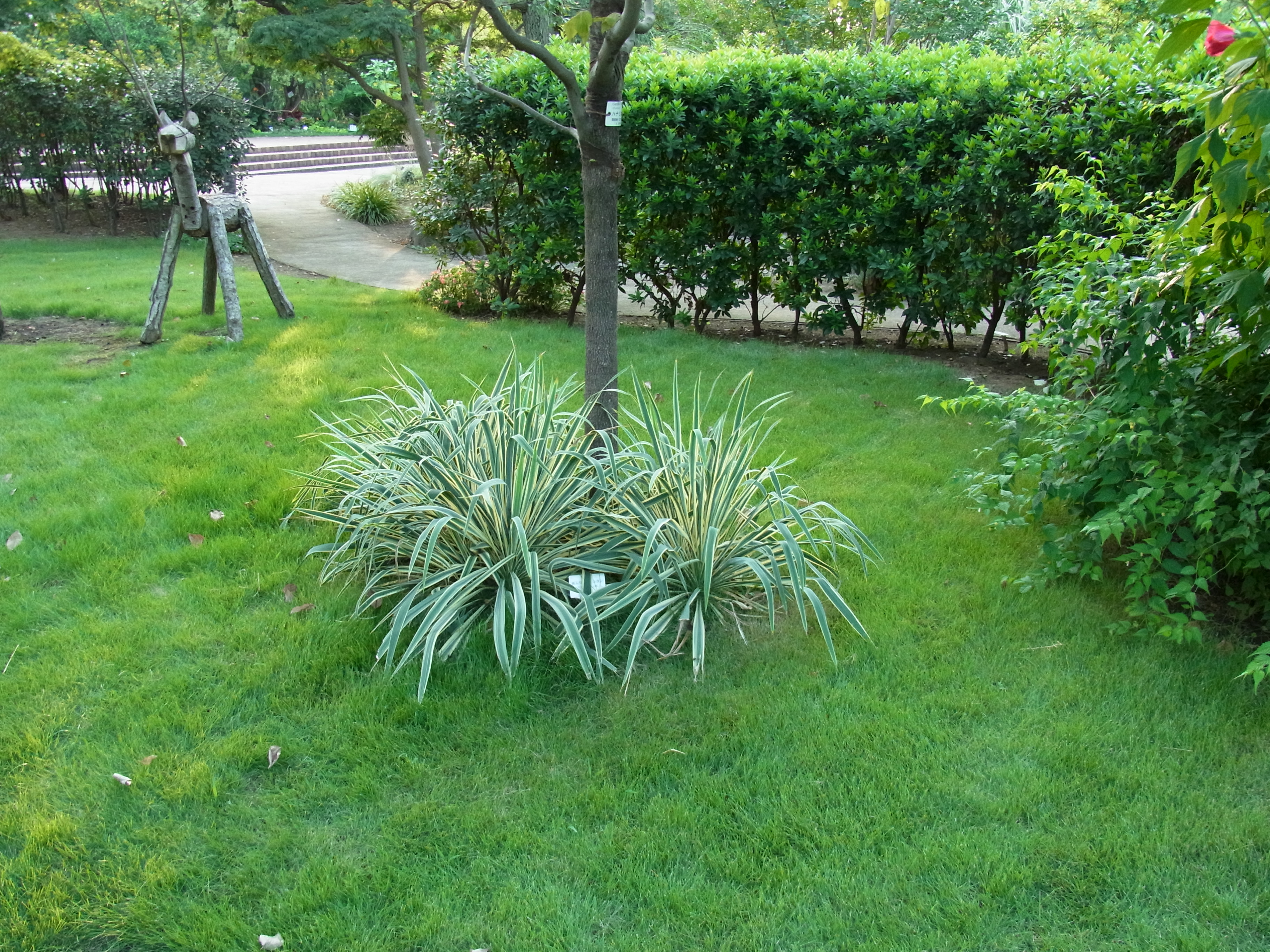 <b>ISO200<br>CX4 / 約3.3MB / 3,648×2,736 / 1/68秒 / F3.5 / 0EV / WB:屋外 / 4.9mm</b>