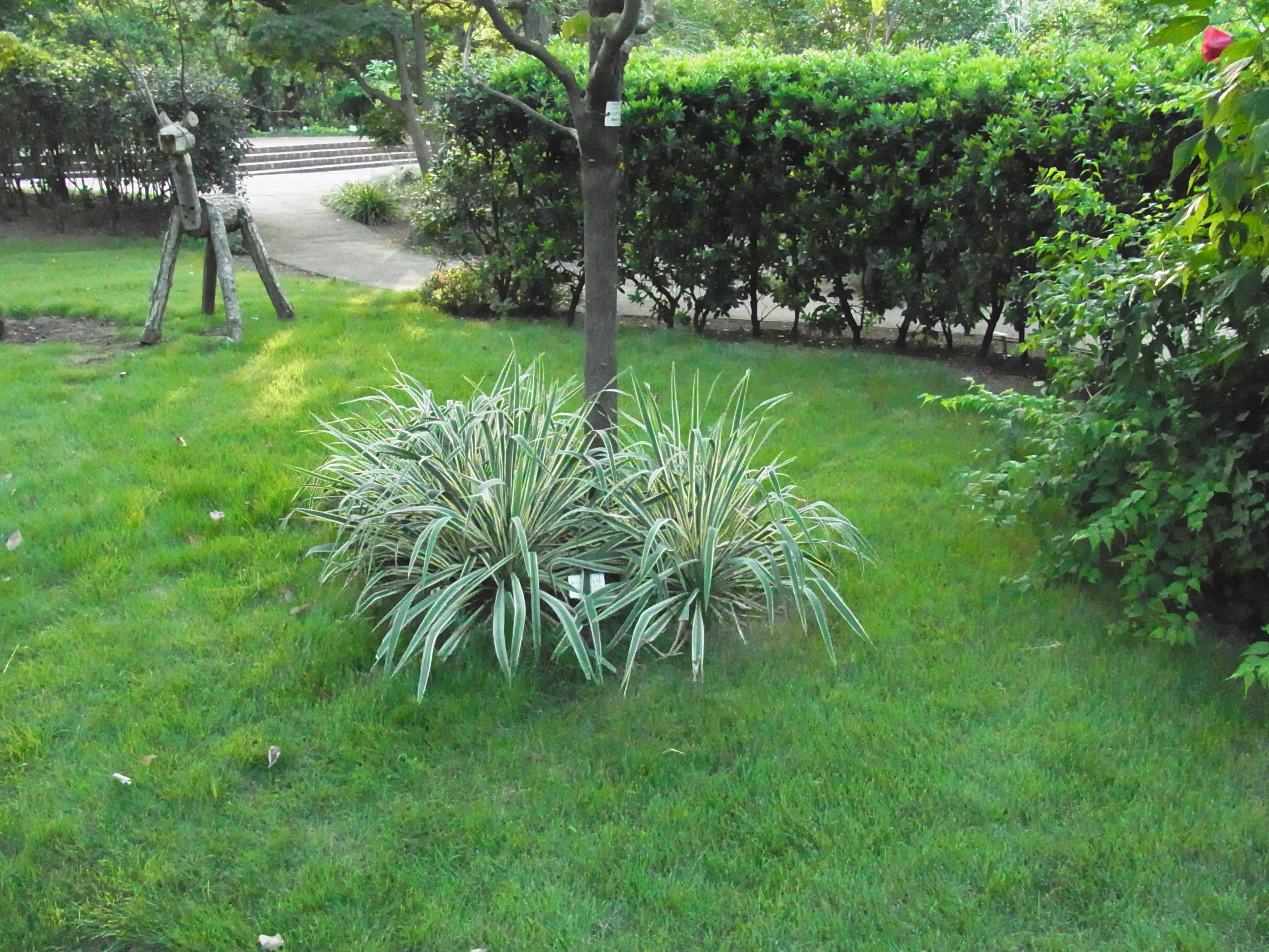 <b>ISO3200<br>CX4 / 約3.2MB / 3,648×2,736 / 1/1150秒 / F3.5 / 0EV / WB:屋外 / 4.9mm</b>