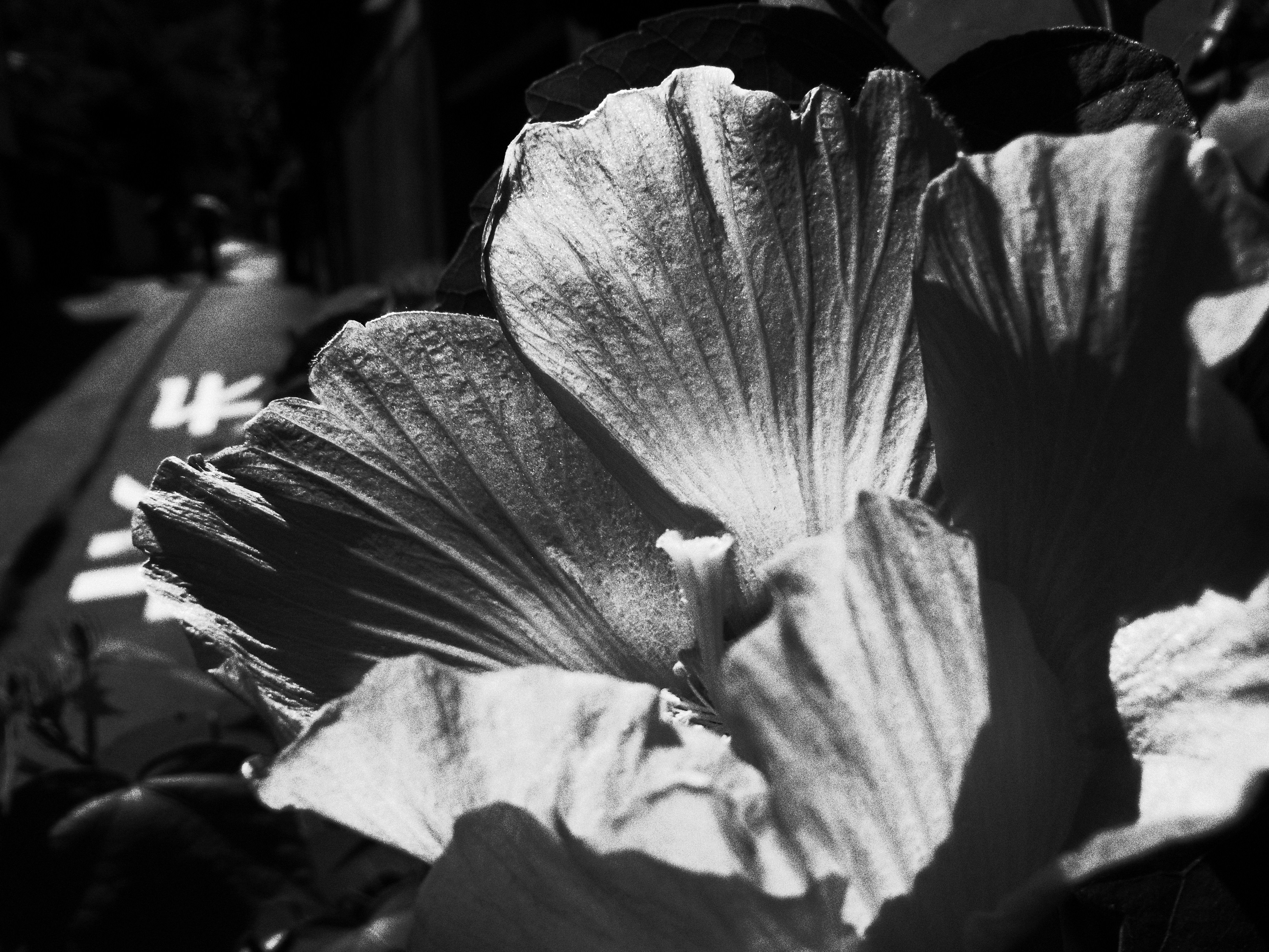 <b>ハイコントラスト白黒<br>CX4 / 約3.7MB / 3,648×2,736 / 1/570秒 / F7.4 / 0EV / ISO100 / WB:オート / 5.4mm</b>