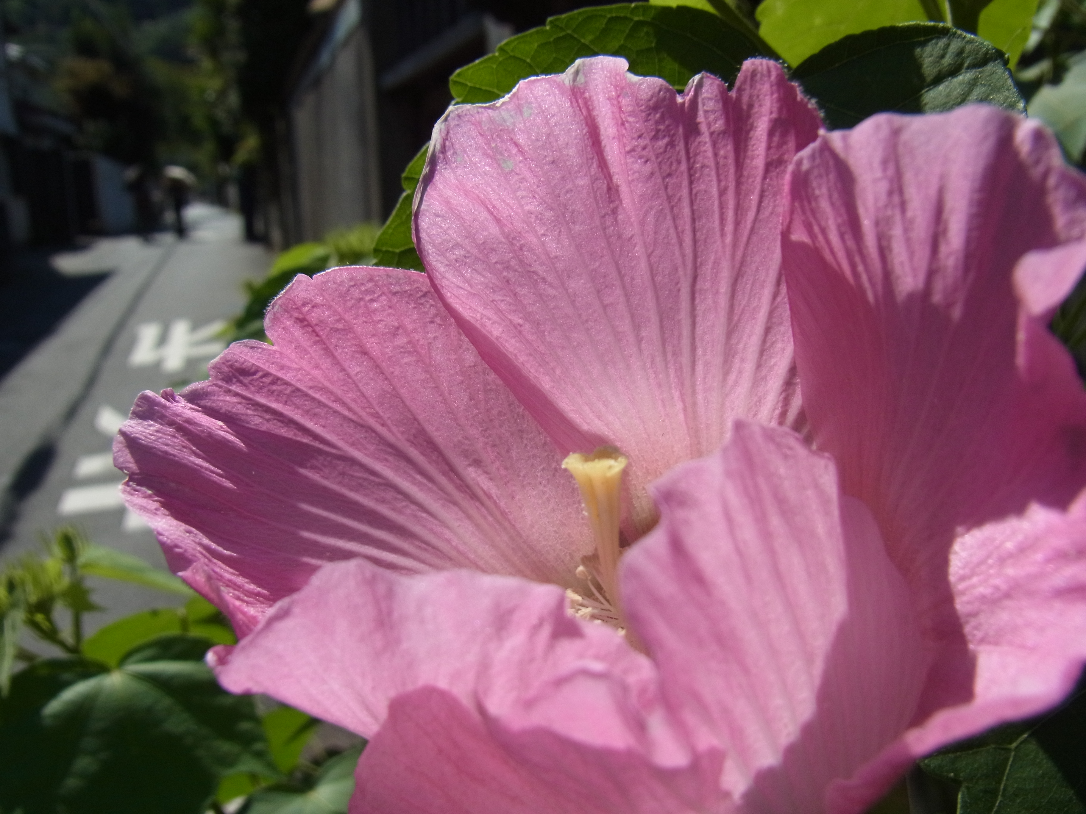 <b>通常撮影<br>CX4 / 約3.4MB / 3,648×2,736 / 1/570秒 / F7.4 / 0EV / ISO100 / WB:オート / 5.4mm</b>