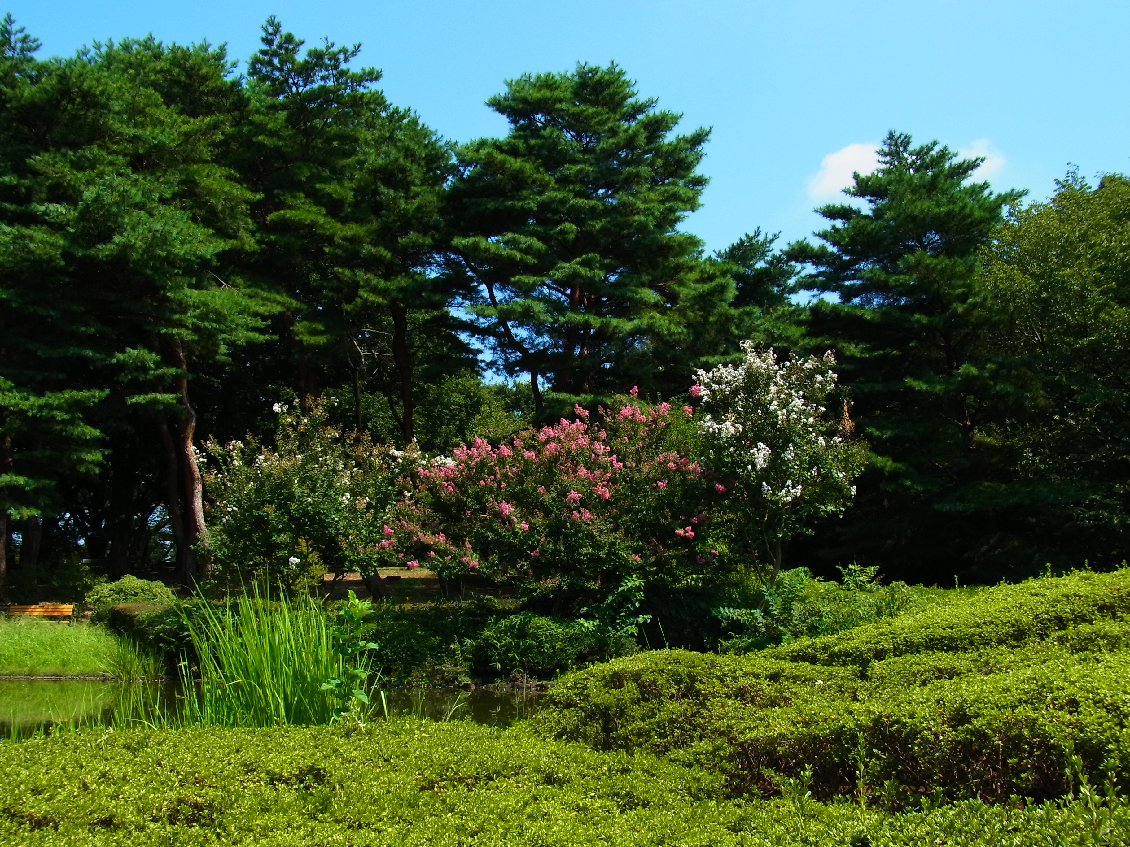 <b>画像設定：ビビッド<br>CX4 / 約3.8MB / 3,648×2,736 / 1/1070秒 / F4 / -0.3EV / ISO100 / WB:屋外 / 6.1mm</b>