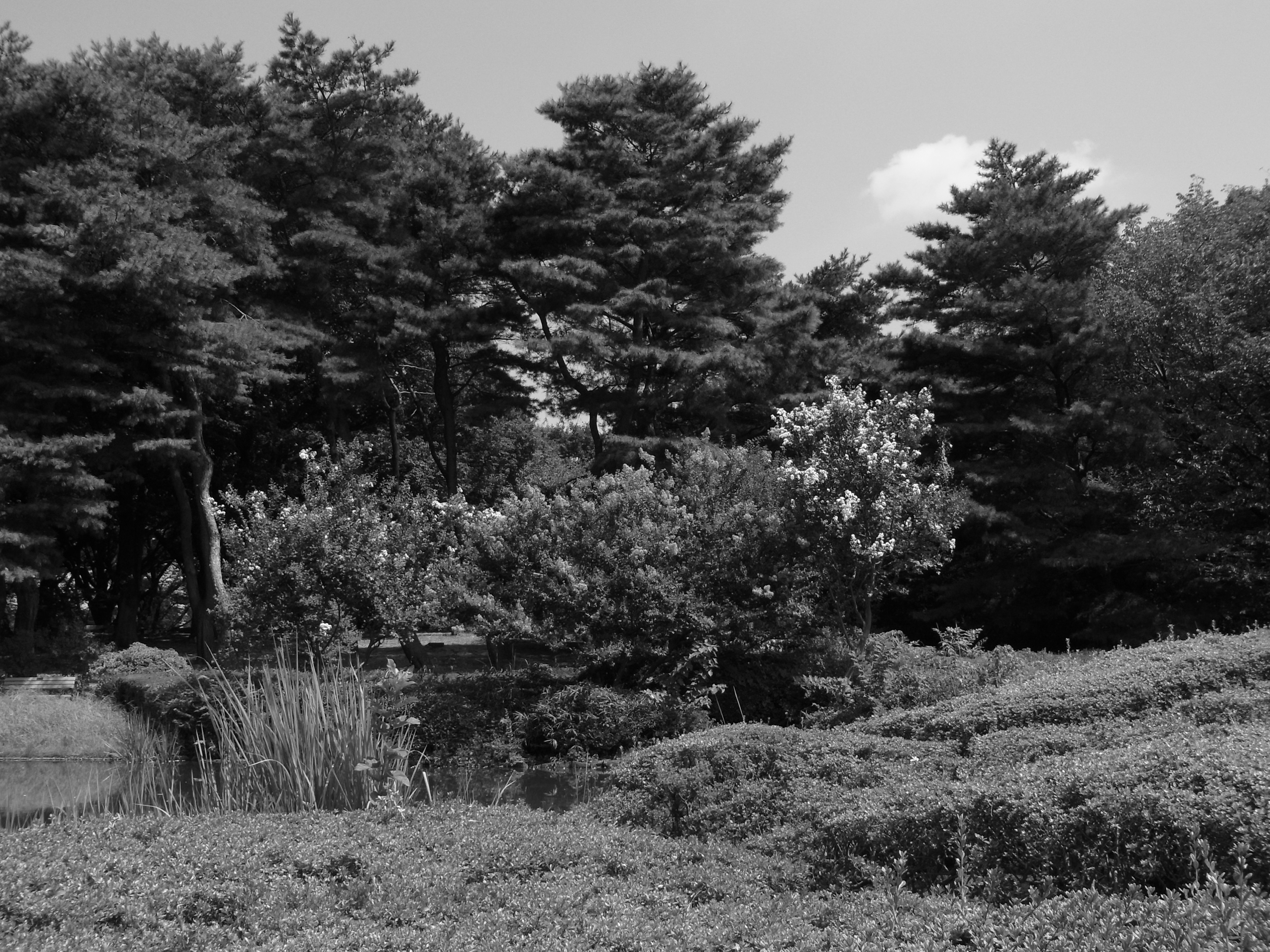 <b>画像設定：白黒<br>CX4 / 約3.8MB / 3,648×2,736 / 1/1,000秒 / F4 / -0.3EV / ISO100 / WB:屋外 / 6.1mm</b>