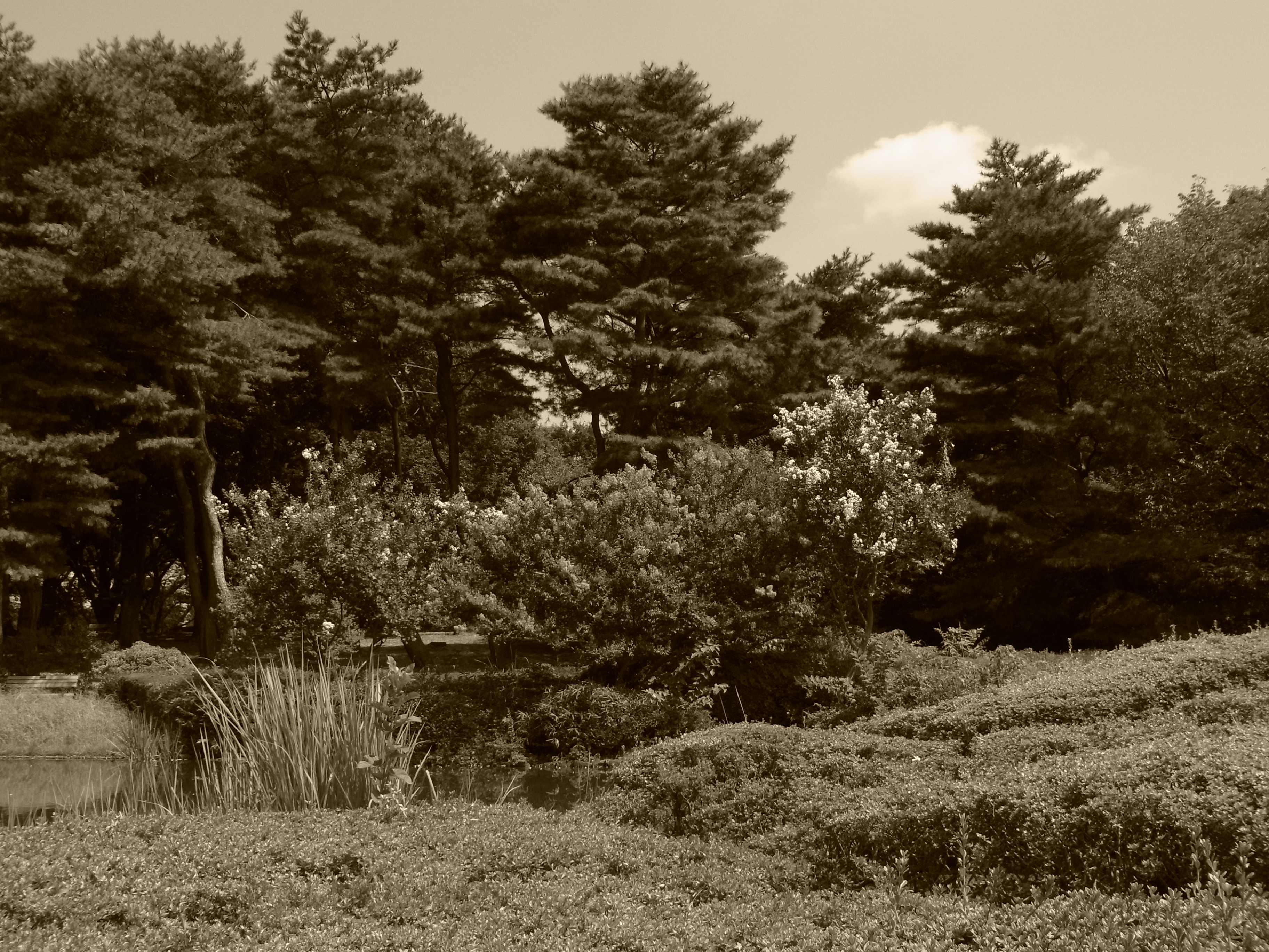 <b>画像設定：セピア<br>CX4 / 約3.7MB / 3,648×2,736 / 1/1,000秒 / F4 / -0.3EV / ISO100 / WB:屋外 / 6.1mm</b>