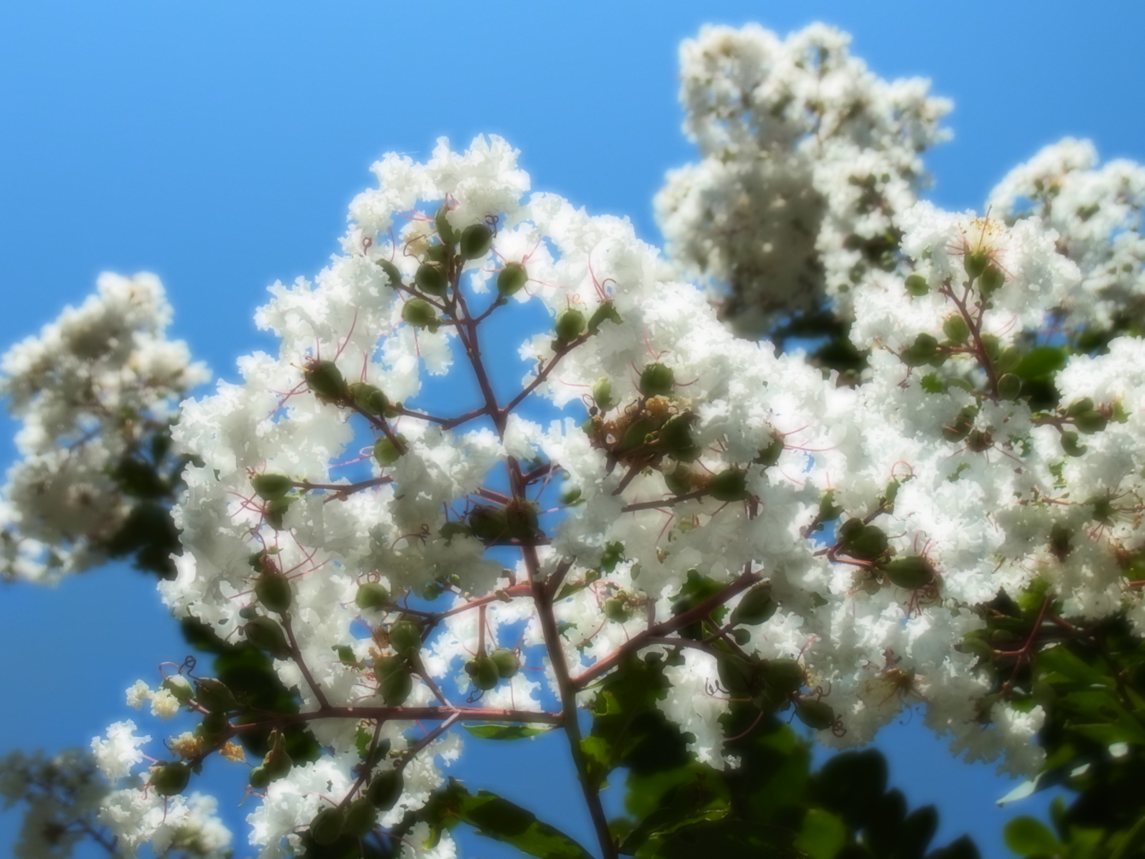 <b>ソフトフォーカス：強<br>CX4 / 約2.9MB / 3,648×2,736 / 1/1320秒 / F4.5 / +0.7EV / ISO100 / WB:オート / 12.2mm</b>