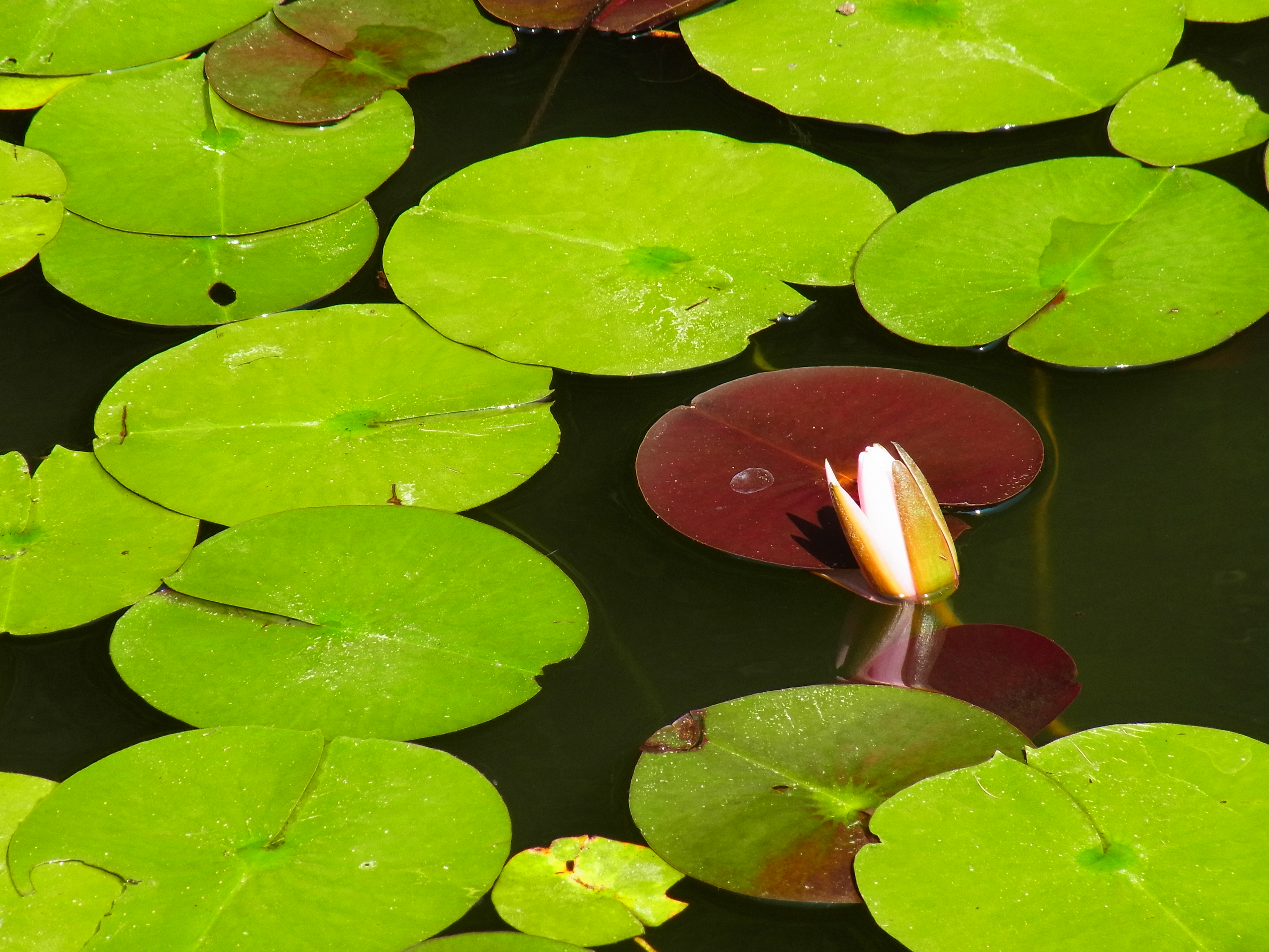 <b>画像設定：ビビッド<br>CX4 / 約3.5MB / 3,648×2,736 / 1/290秒 / F5.6 / 0EV / ISO104 / WB:屋外 / 52.5mm</b>