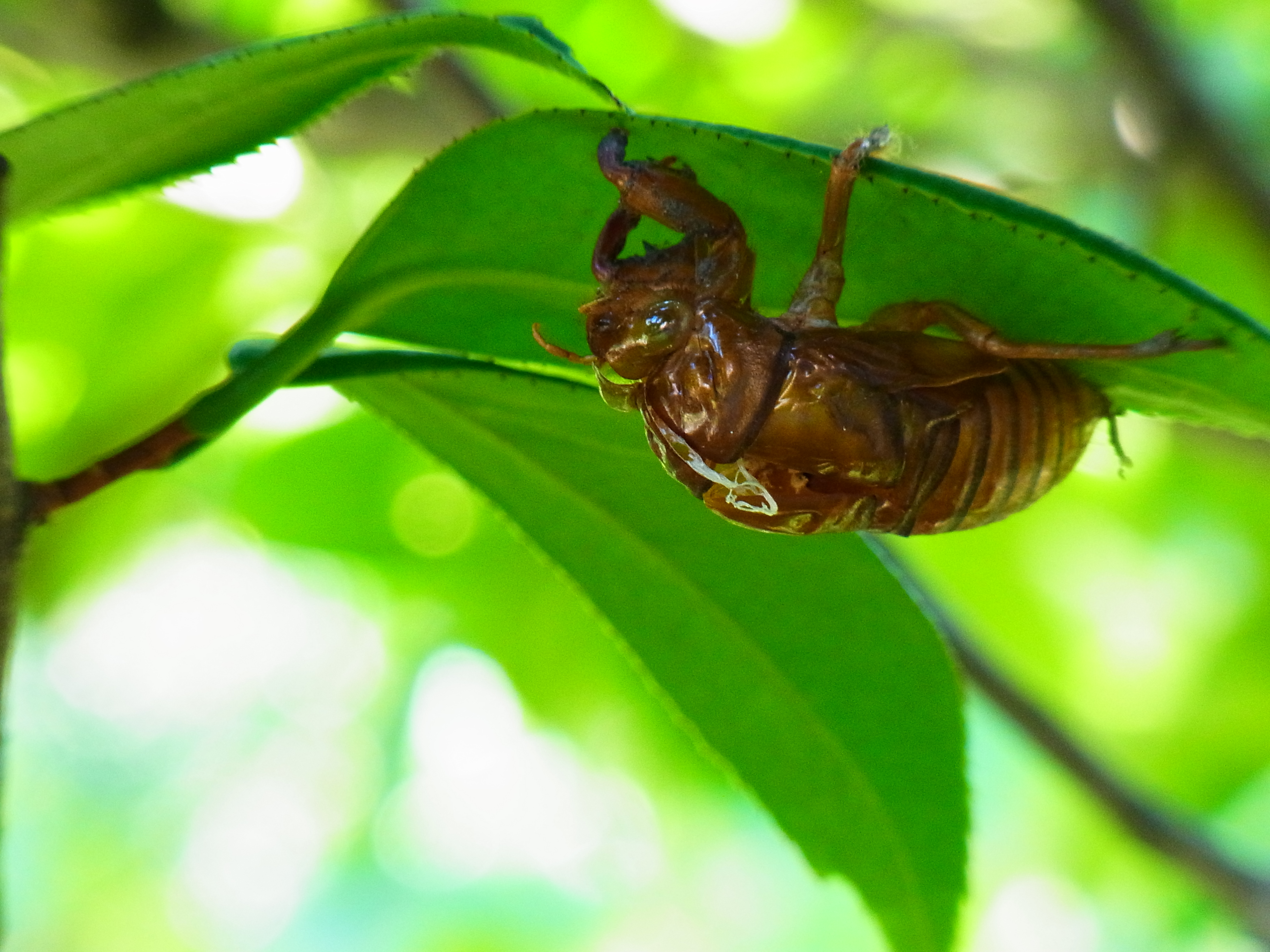 <b>CX4 / 約3.4MB / 3,648×2,736 / 1/52秒 / F5.6 / +0.7EV / ISO400 / WB:オート / 52.5mm</b>