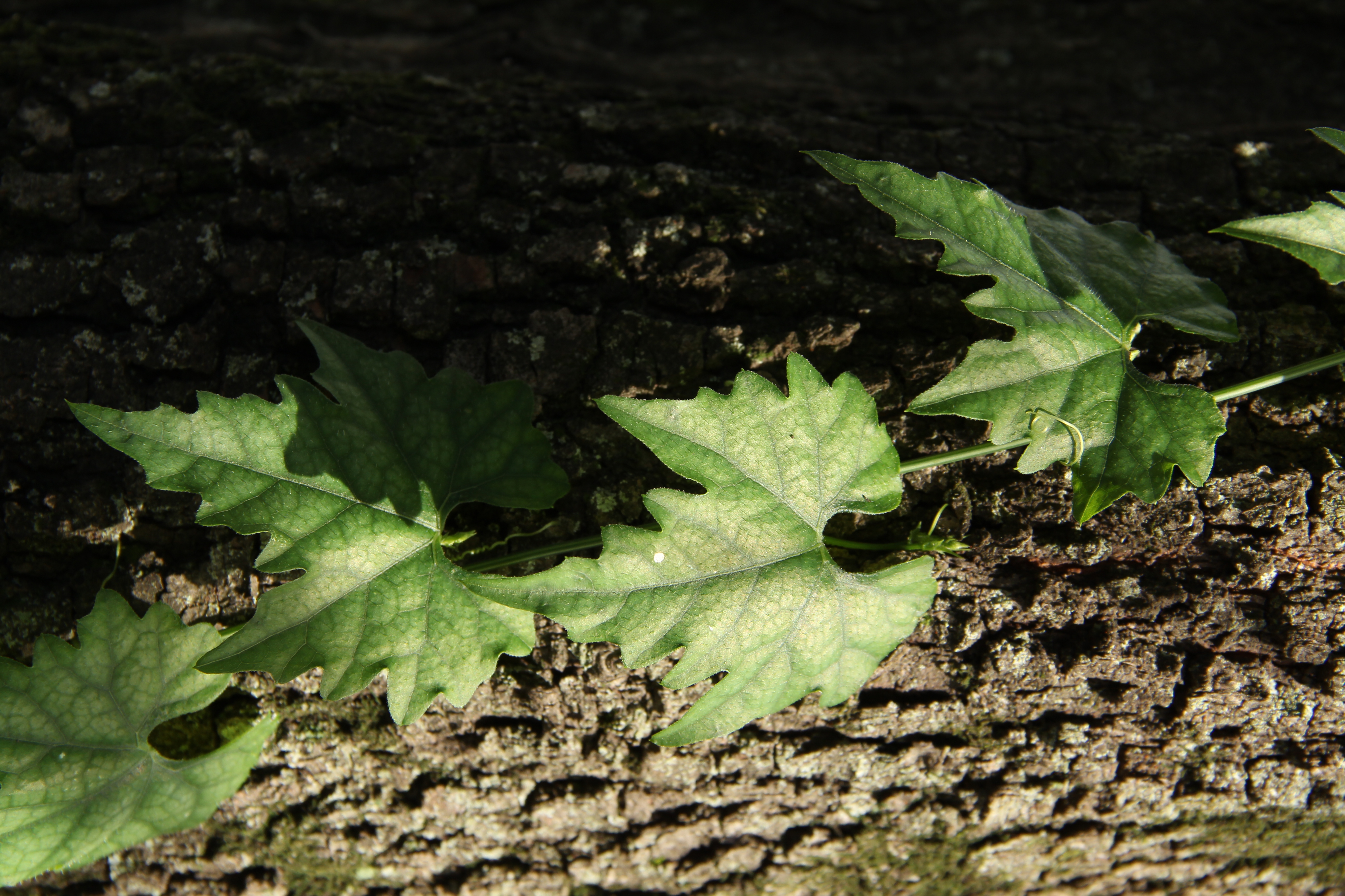 <b>EOS 60D / EF-S 18-135mm F3.5-5.6 IS / 約5.8MB / 3,456×5,184 / 1/125秒 / F8 / -0.3EV / ISO100 / WB:太陽光 / 53mm</b>