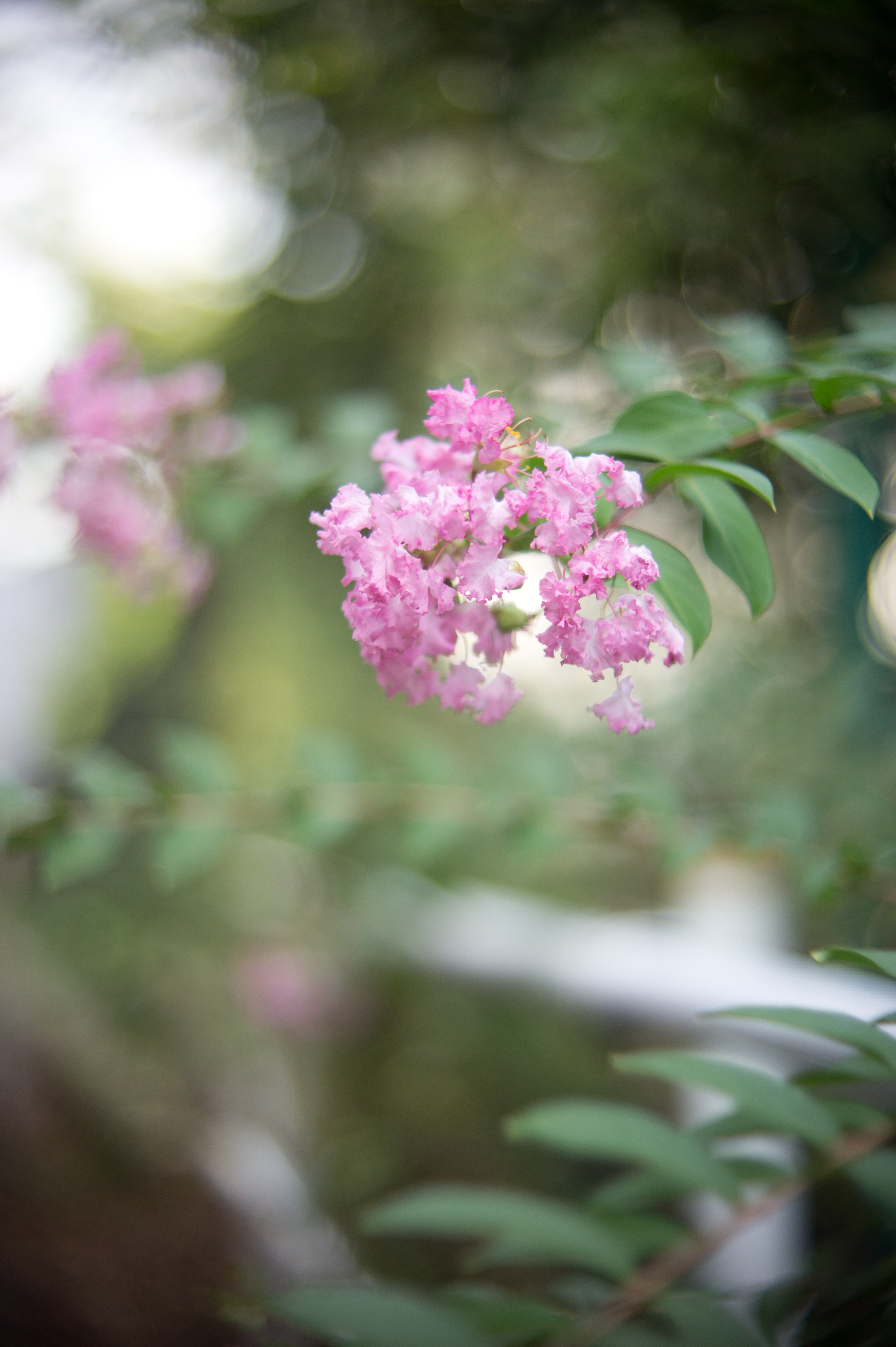 <b>NEX-5 / スイター50mm F1.4 AR / 4,592×3,056 / 1/500秒 / F1.4 / 0EV / ISO200 / WB:オート / 50mm</b>