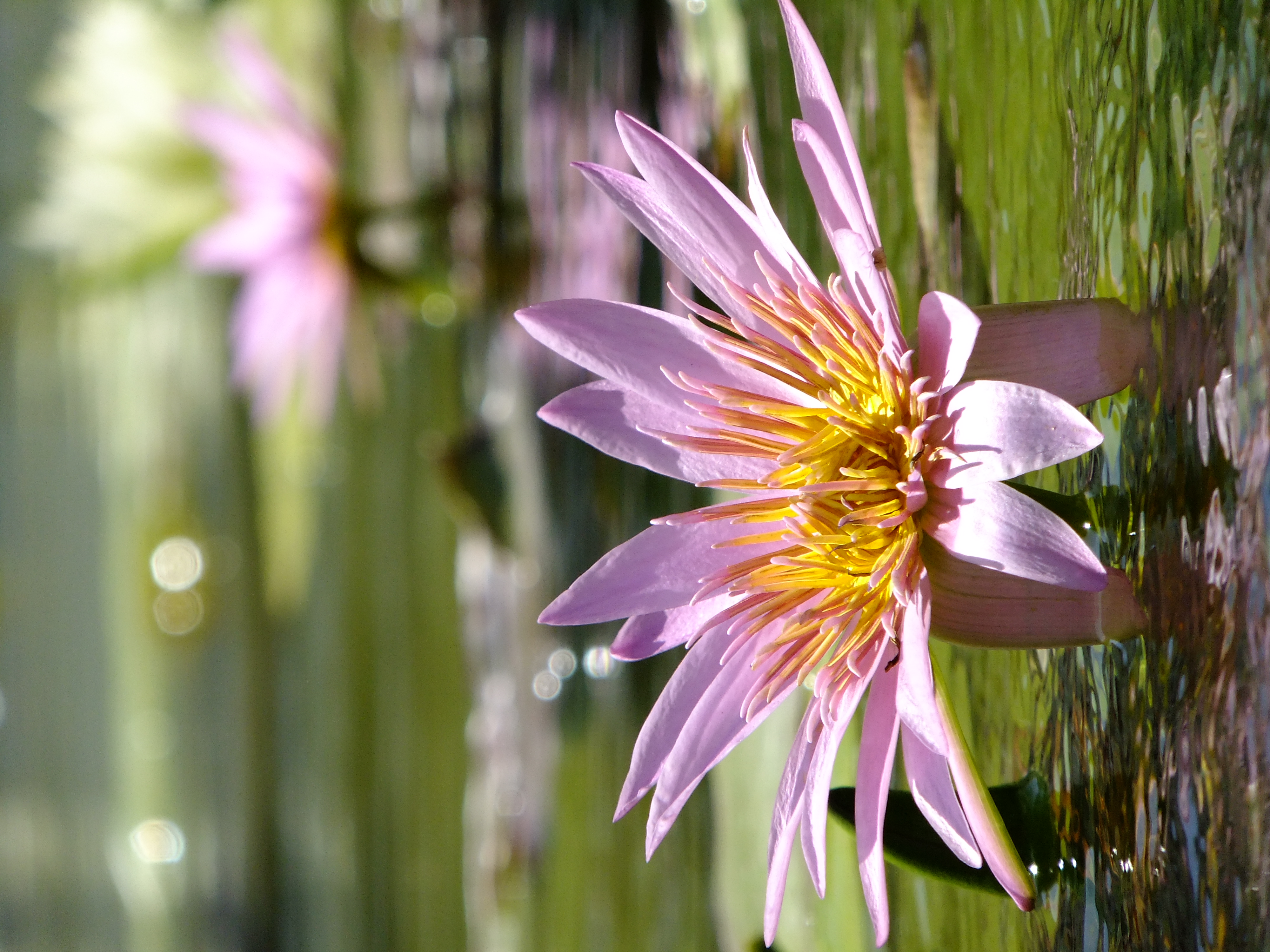 <b>望遠端<br>FinePix F300EXR / 約4.1MB / 3,000×4,000 / 1/480秒 / F5.3 / 0EV / ISO100 / WB:オート / 66mm</b>