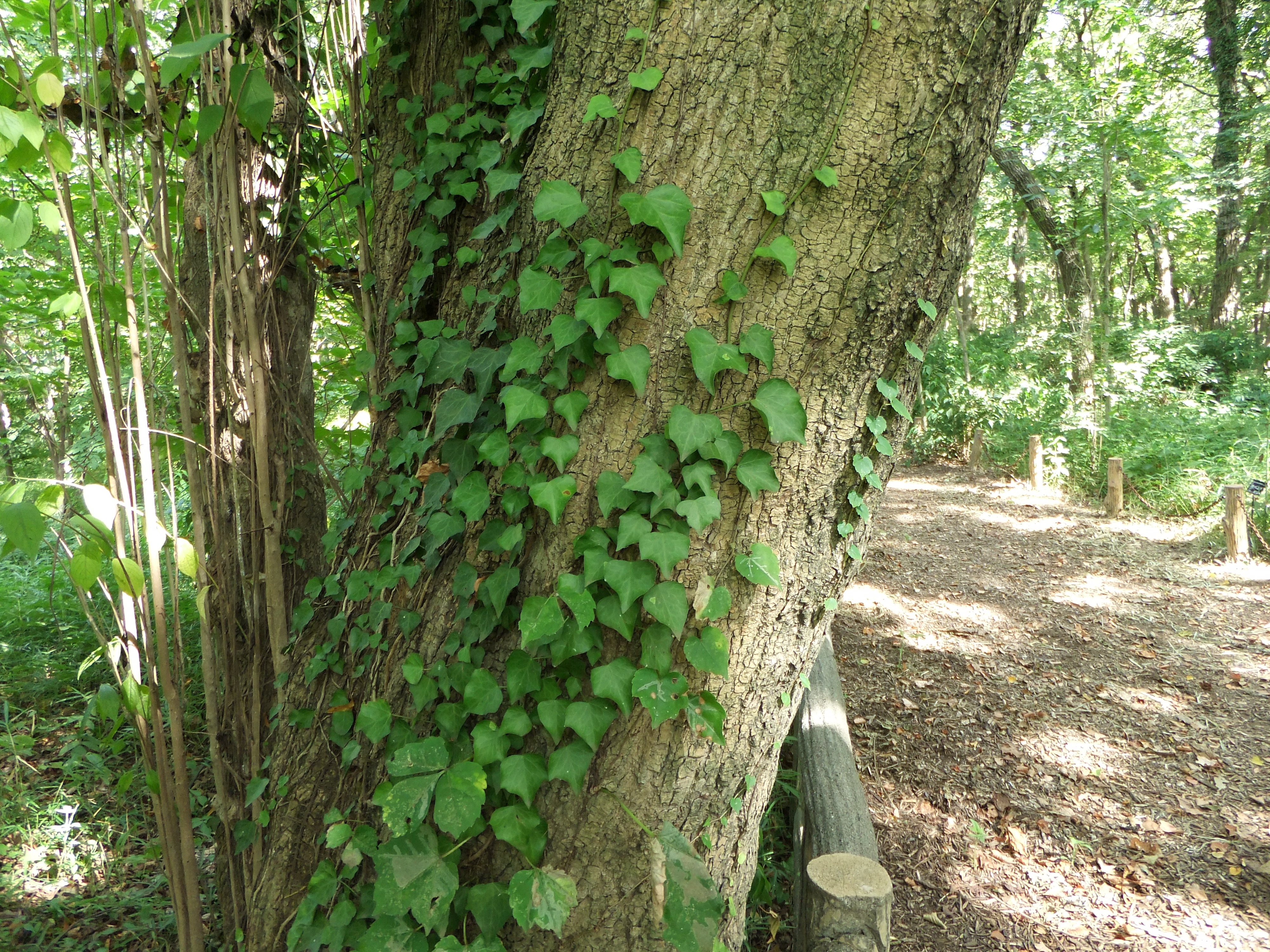 <b>ISO100<br>FinePix F300EXR / 約4.4MB / 4,000×3,000 / 1/7秒 / F3.5 / 0EV / WB:晴天 / 4.4mm</b>