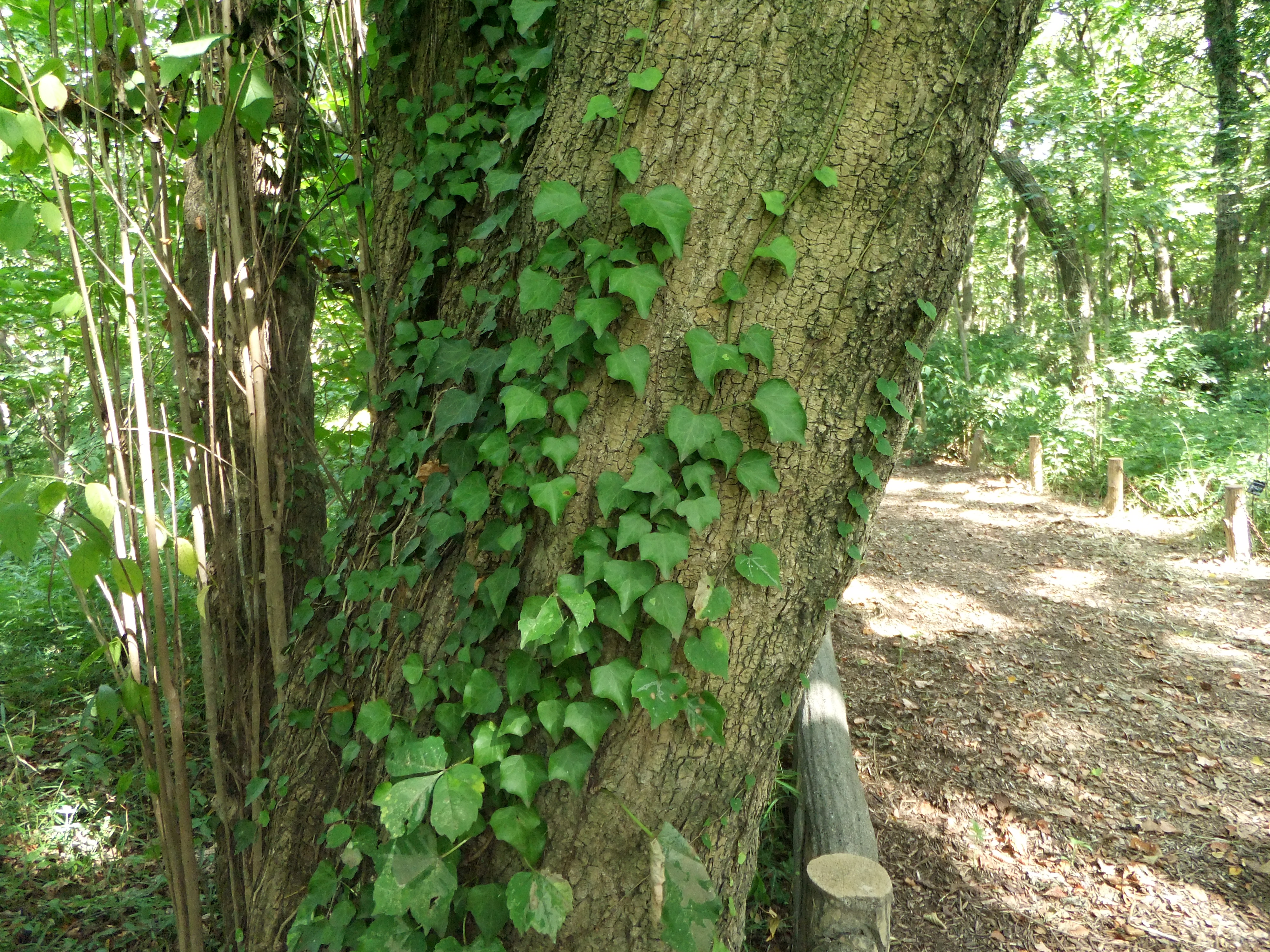 <b>ISO200<br>FinePix F300EXR / 約4.3MB / 4,000×3,000 / 1/14秒 / F3.5 / 0EV / WB:晴天 / 4.4mm</b>