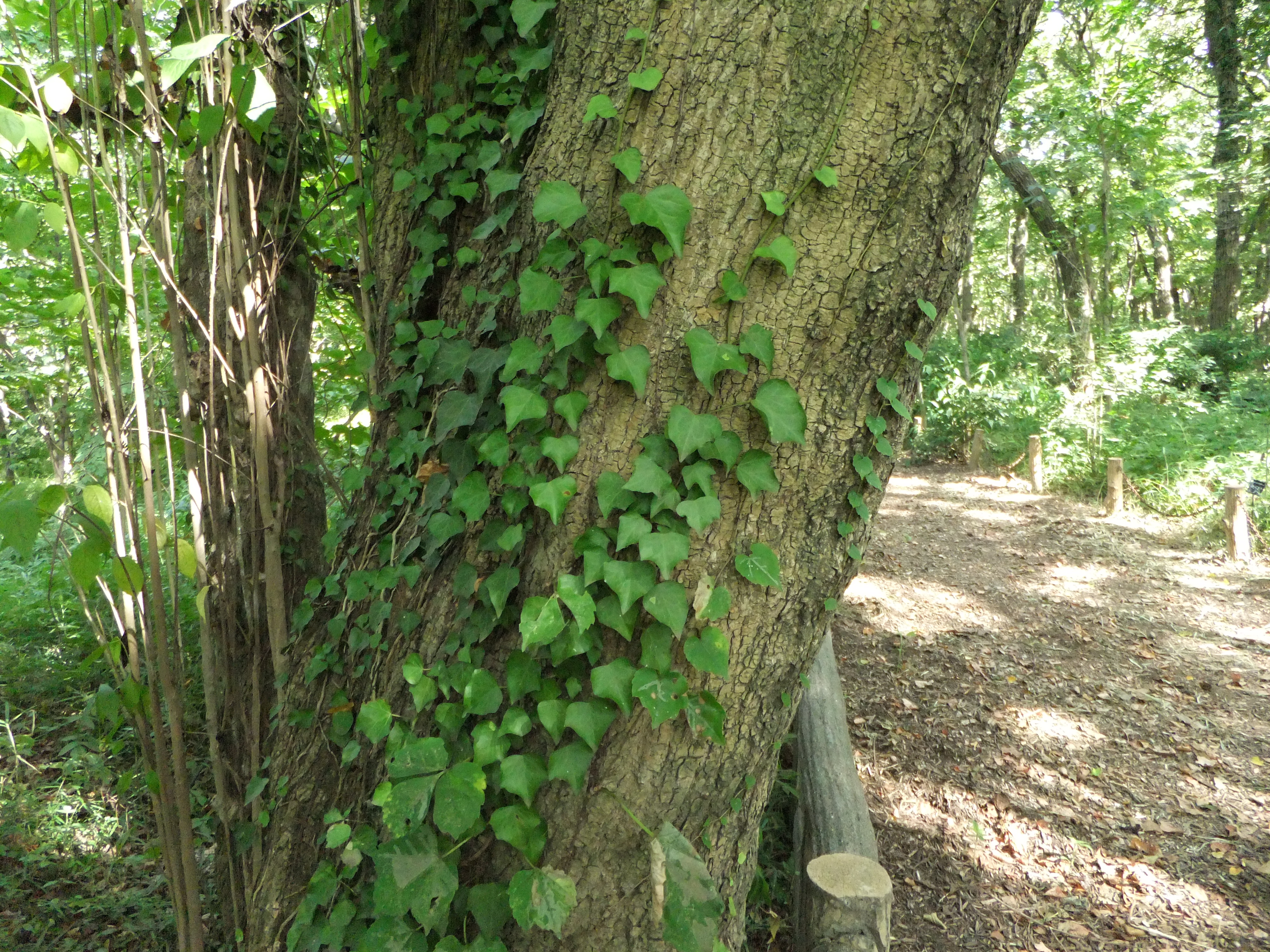 <b>ISO400<br>FinePix F300EXR / 約4.4MB / 4,000×3,000 / 1/27秒 / F3.5 / 0EV / WB:晴天 / 4.4mm</b>