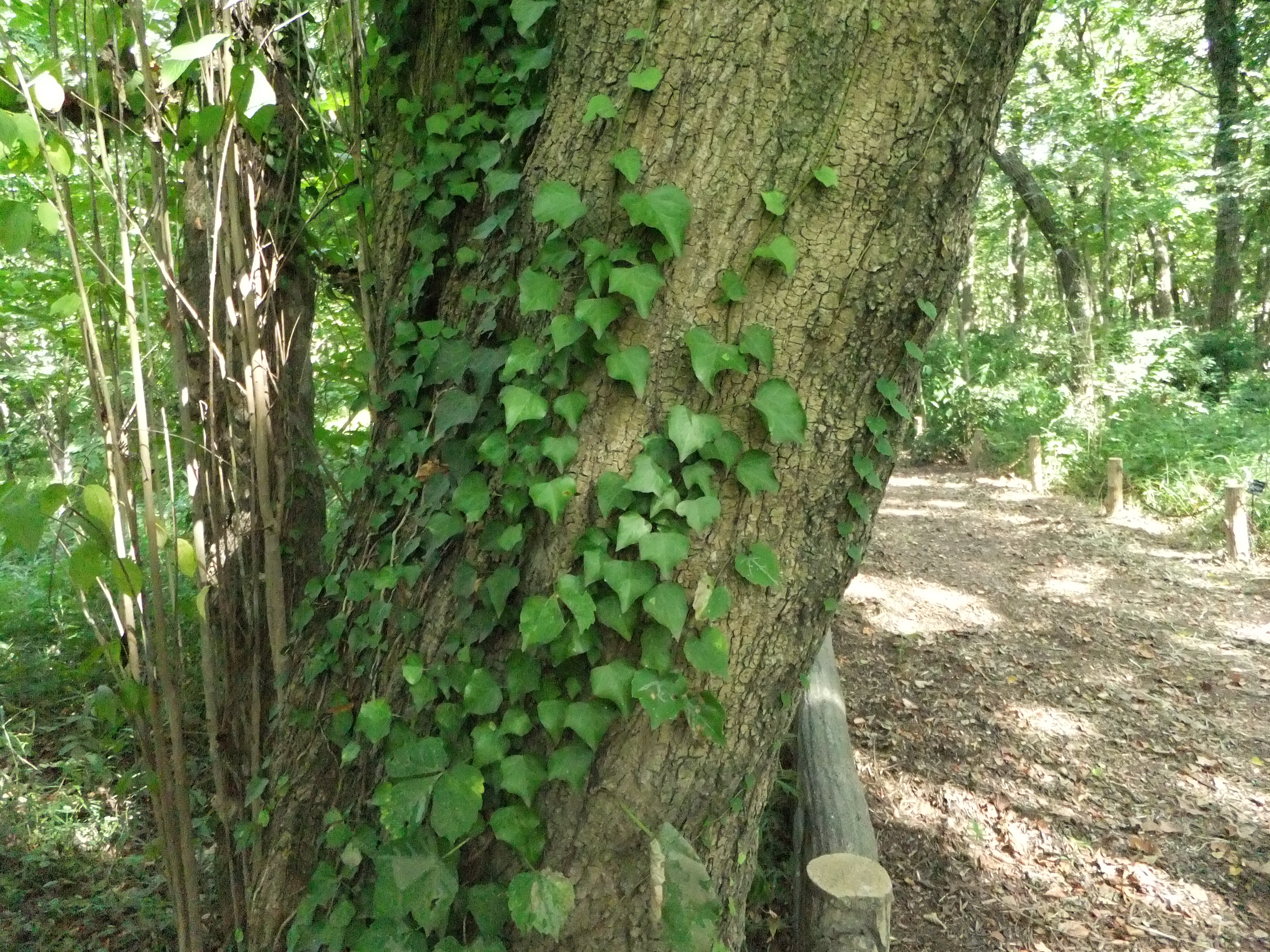 <b>ISO800<br>FinePix F300EXR / 約4.6MB / 4,000×3,000 / 1/52秒 / F3.5 / 0EV / WB:晴天 / 4.4mm</b>