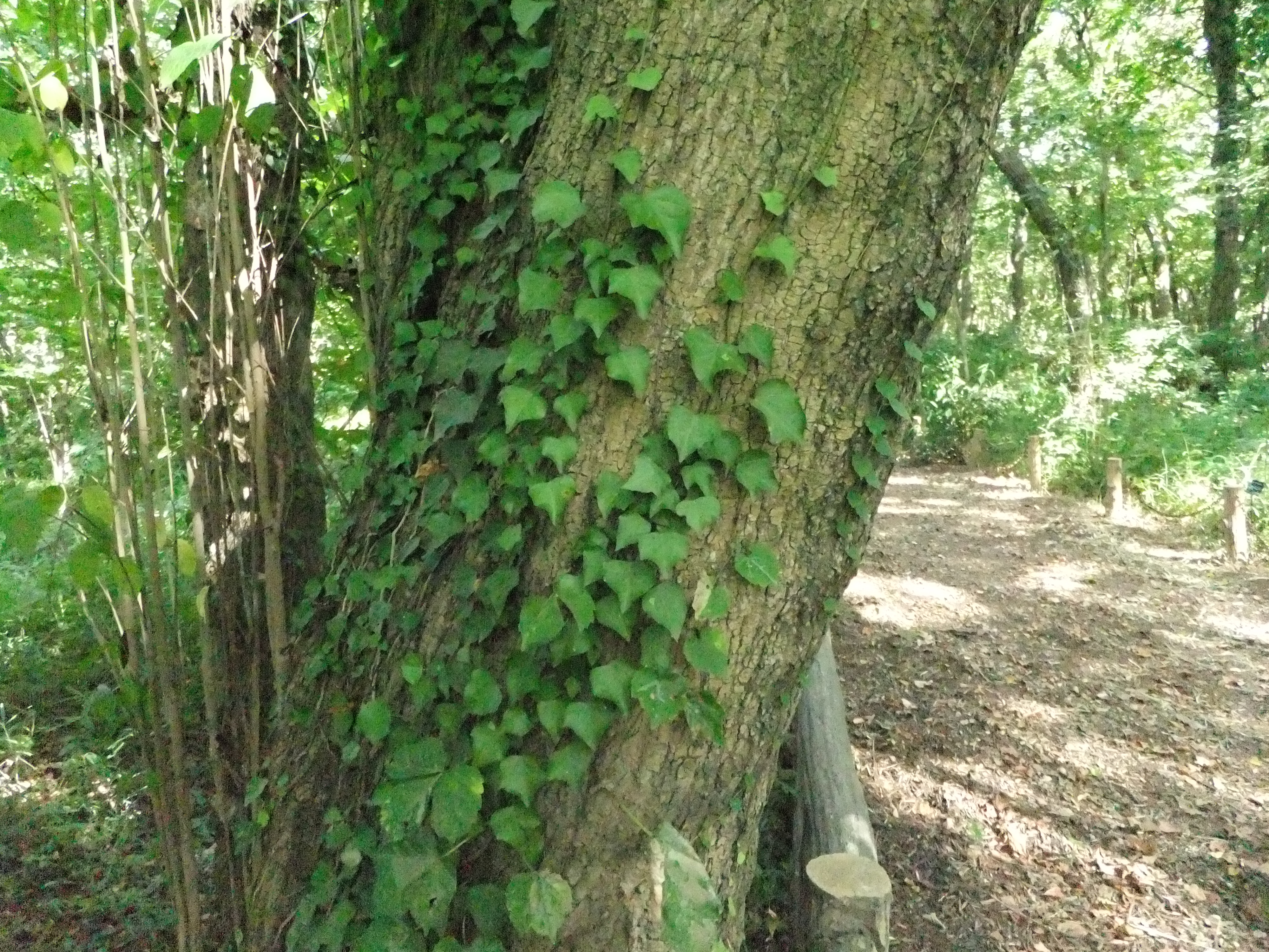 <b>ISO1600<br>FinePix F300EXR / 約4.7MB / 4,000×3,000 / 1/105秒 / F3.5 / 0EV / WB:晴天 / 4.4mm</b>