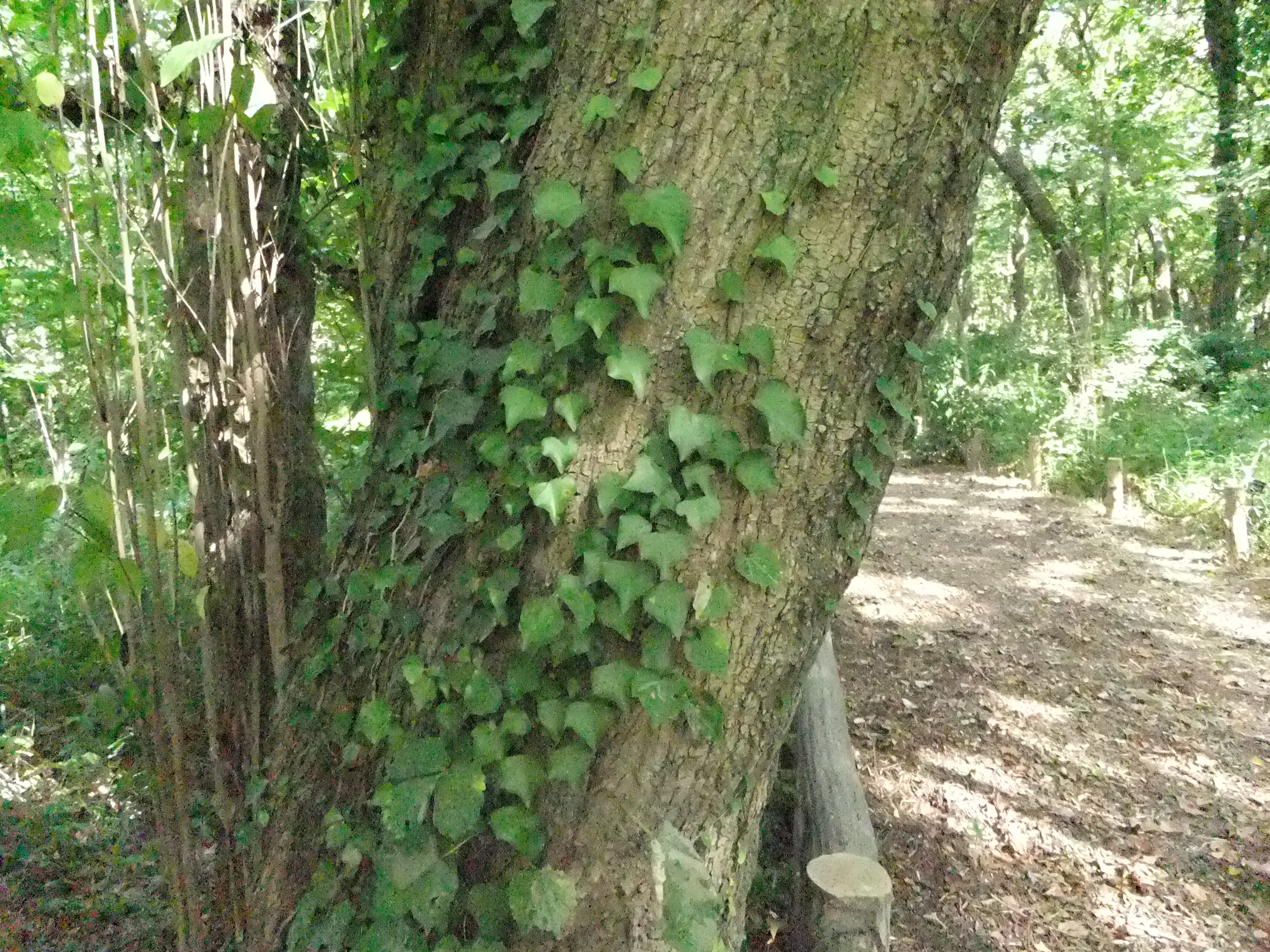 <b>ISO3200<br>FinePix F300EXR / 約2.3MB / 2816x2112 / 1/210秒 / F3.5 / 0EV / WB:晴天 / 4.4mm</b>