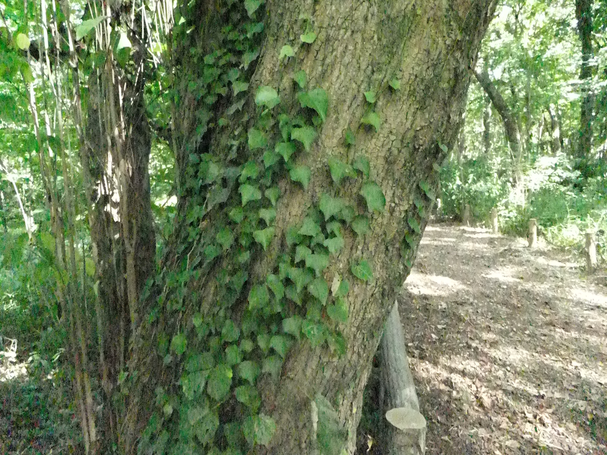 <b>ISO6400<br>FinePix F300EXR / 約1.6MB / 2,048×1,536 / 1/400秒 / F3.5 / 0EV / WB:晴天 / 4.4mm</b>