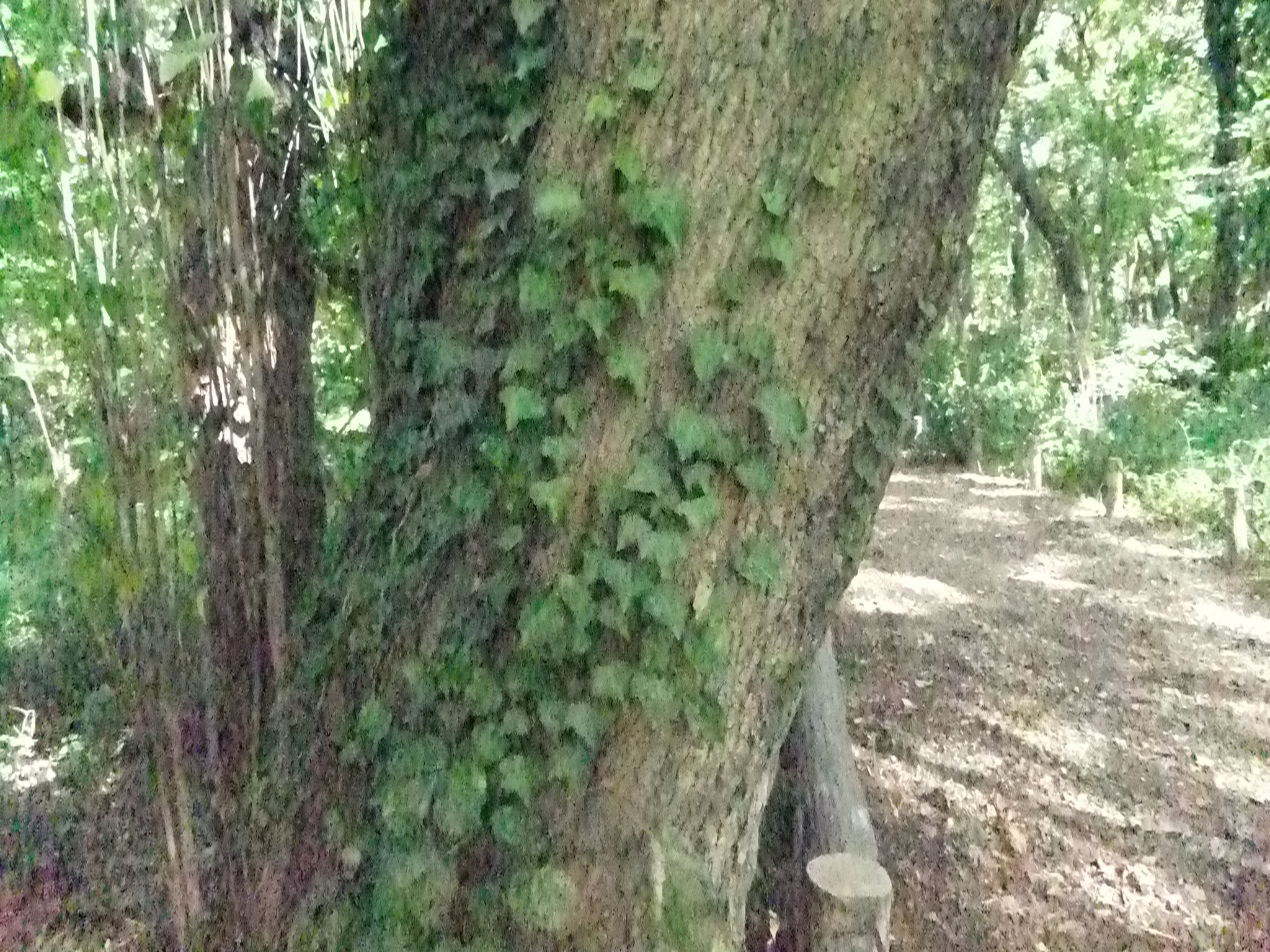 <b>ISO12800<br>FinePix F300EXR / 約1.6MB / 2,048×1,536 / 1/800秒 / F3.5 / 0EV / ISO12800 / WB:晴天 / 4.4mm</b>