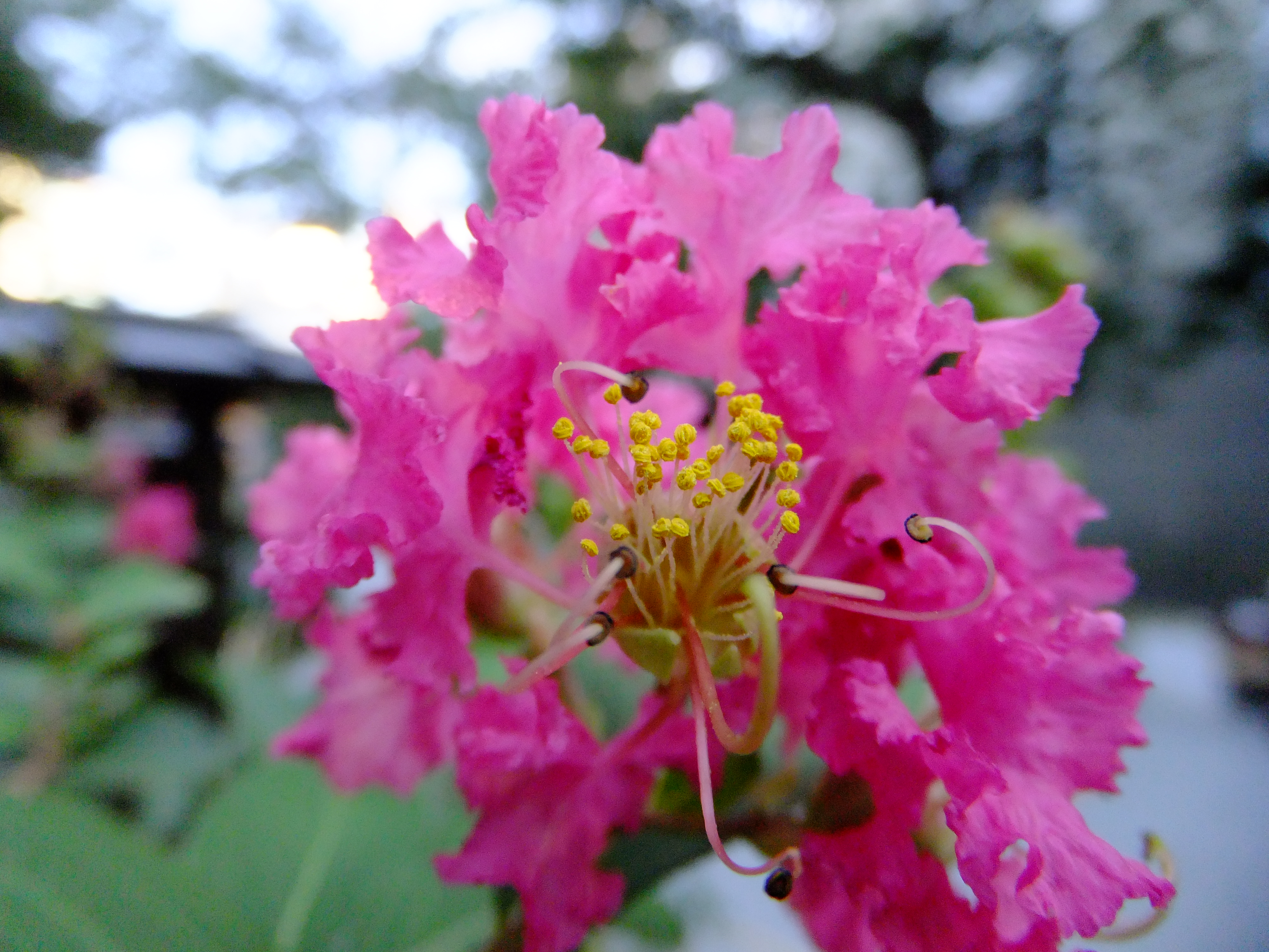 <b>FinePix F300EXR / 約4.2MB / 4,000×3,000 / 1/125秒 / F3.5 / 0EV / ISO400 / WB:オート / 4.4mm</b>