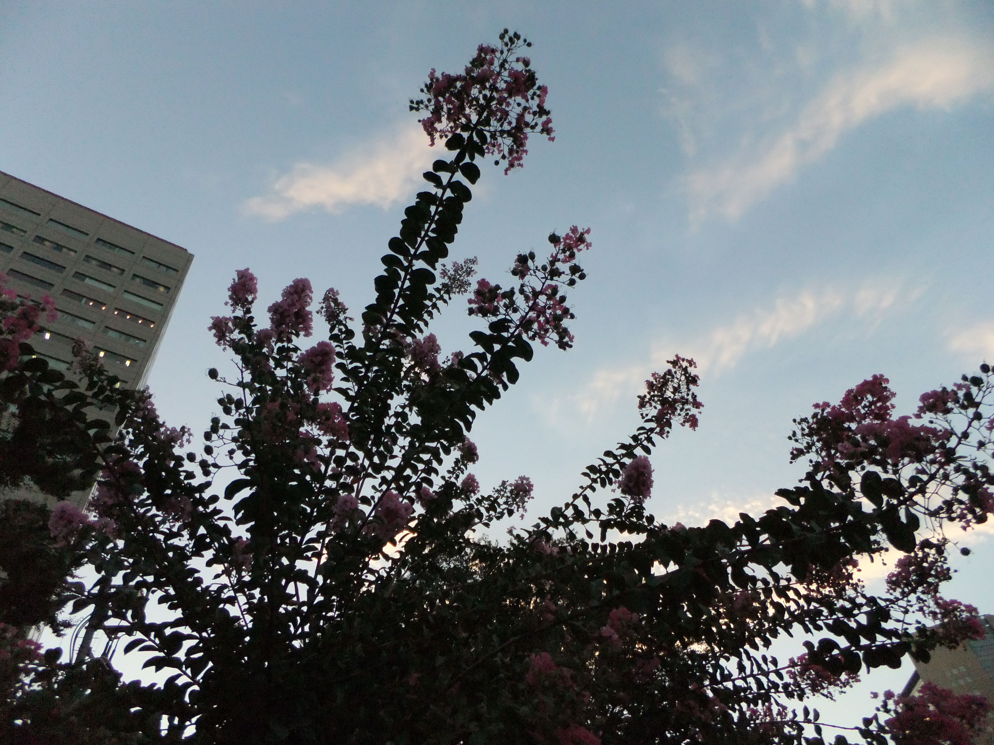 <b>ストロボ非発光<br>FinePix F300EXR / 約4.3MB / 4,000×3,000 / 1/280秒 / F3.5 / -1EV / ISO400 / WB:オート / 4.4mm</b>