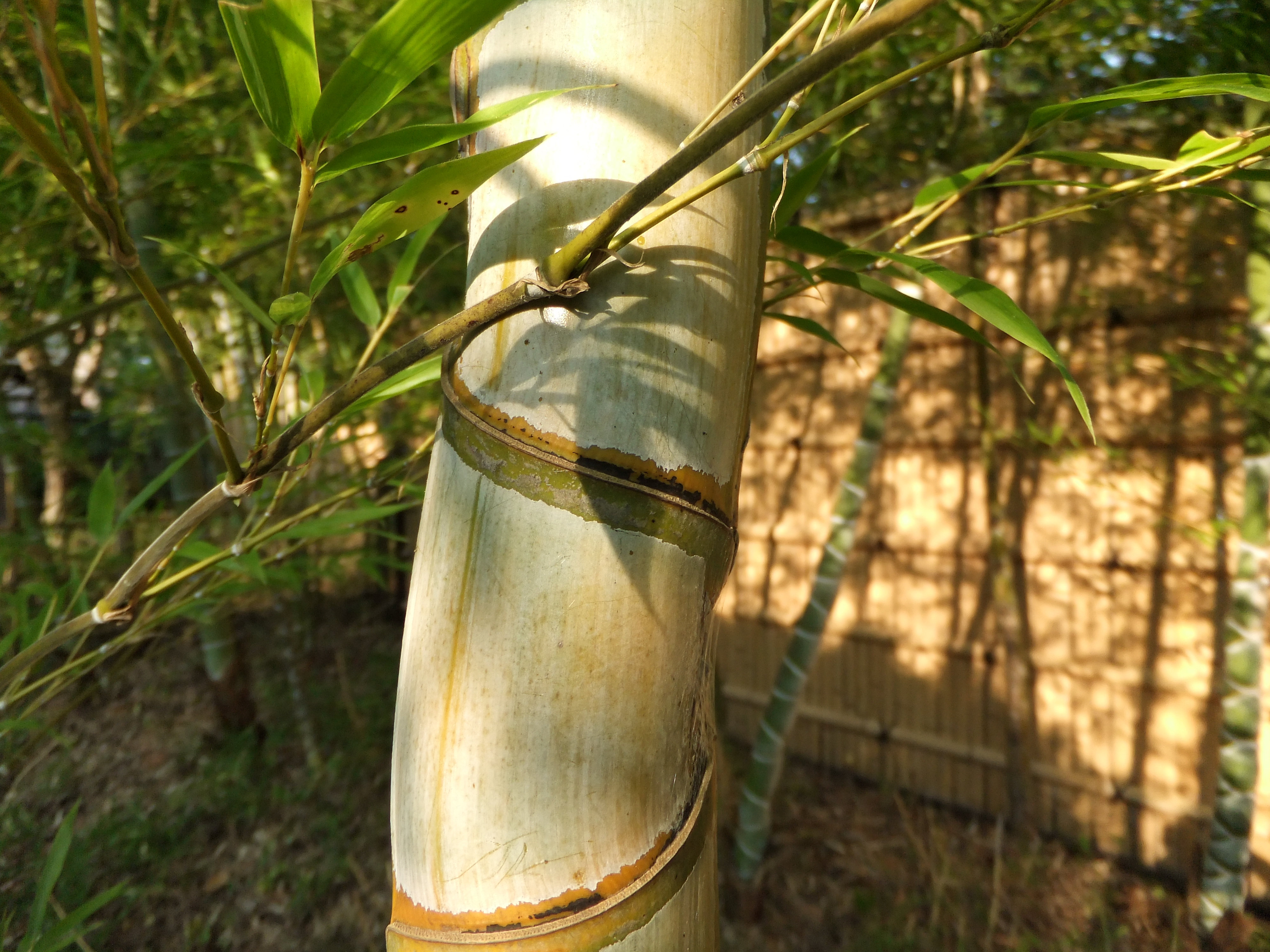 <b>F3.5<br>FinePix F300EXR / 約4.1MB / 4,000×3,000 / 1/170秒 / -0.3EV / ISO100 / WB:オート / 4.4mm</b>