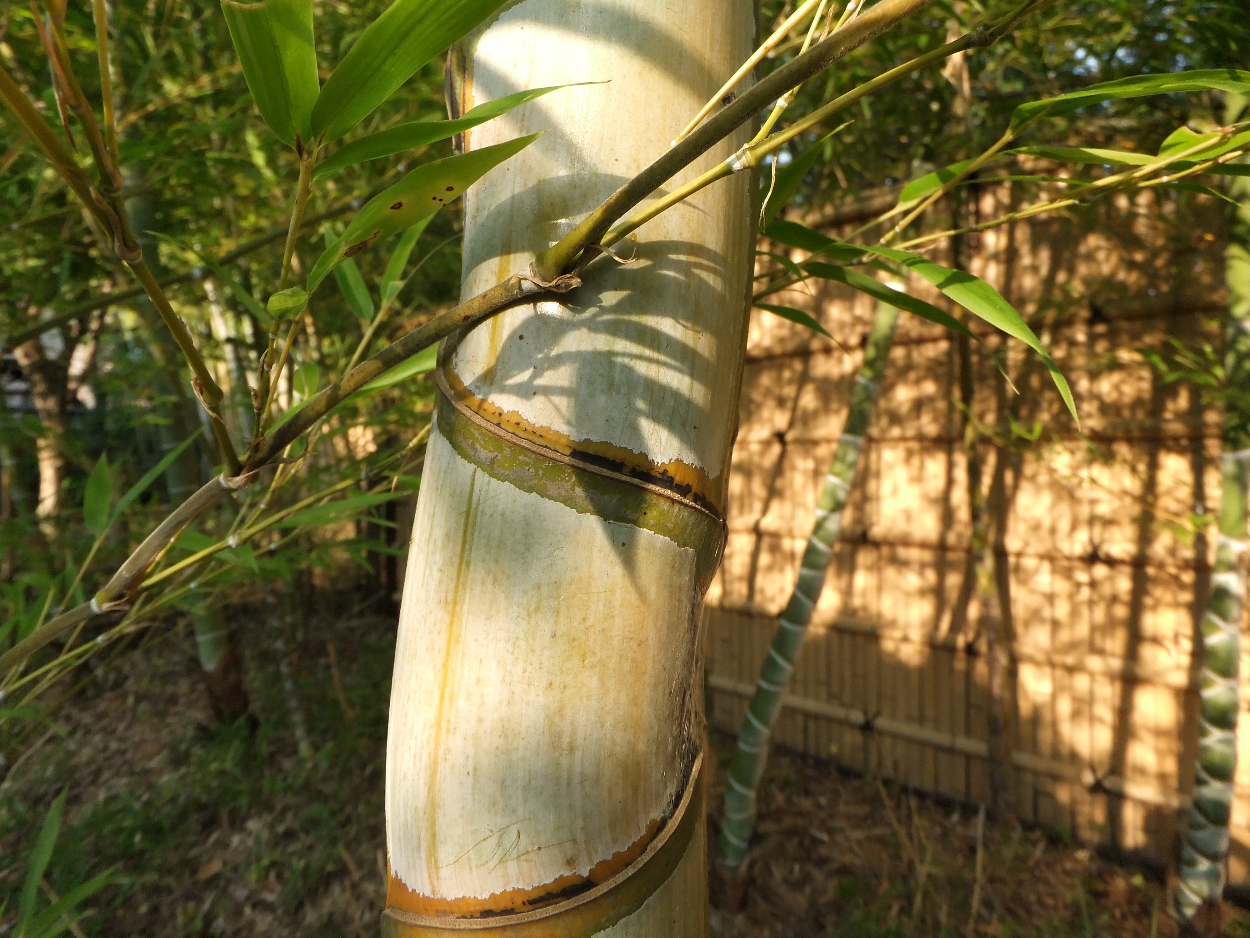 <b>F10<br>FinePix F300EXR / 約4.1MB / 4,000×3,000 / 1/20秒 / -0.3EV / ISO100 / WB:オート / 4.4mm</b>