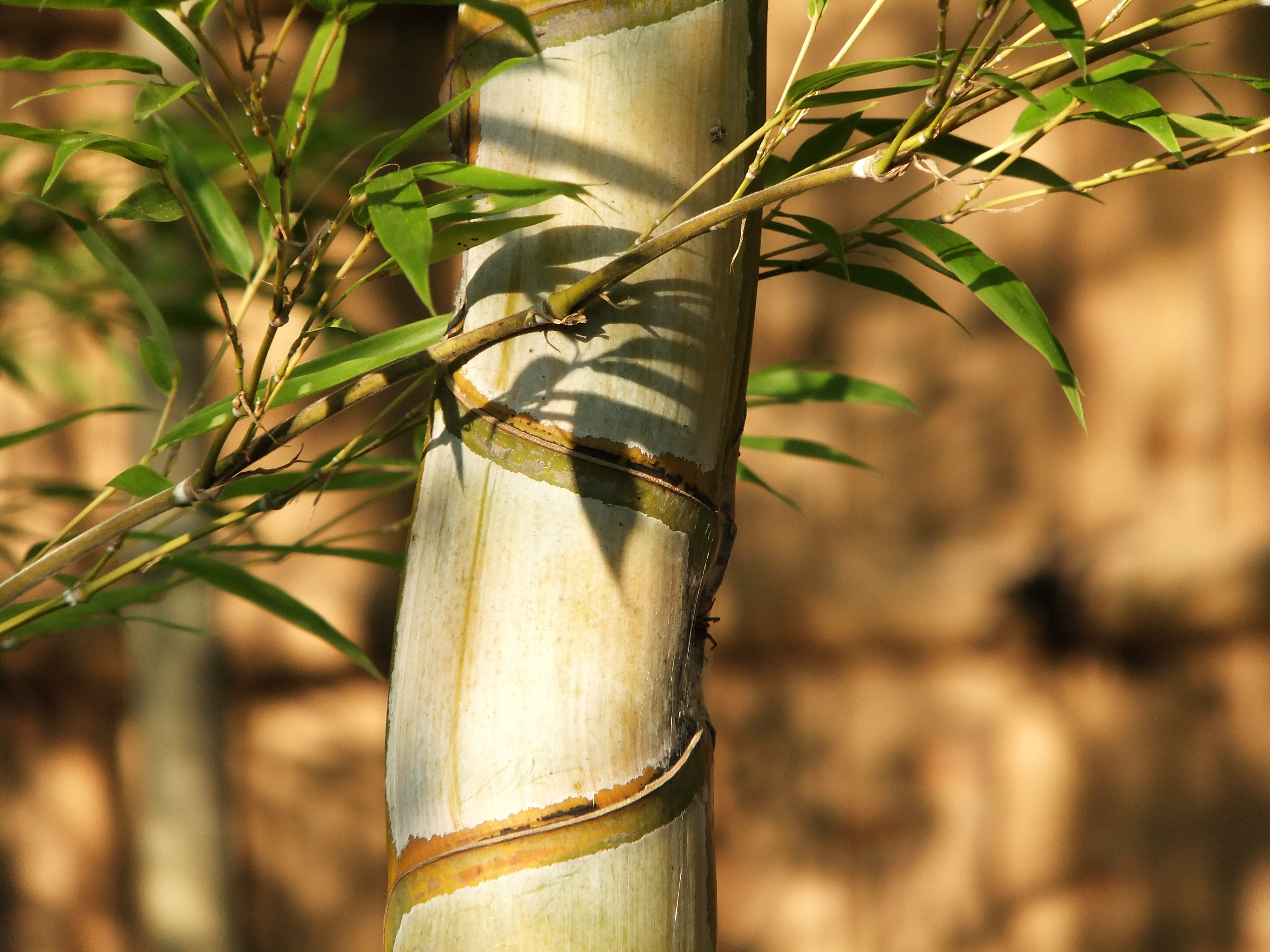 <b>F11<br>FinePix F300EXR / 約4.1MB / 4,000×3,000 / 1/28秒 / 0EV / ISO100 / WB:オート / 66mm</b>