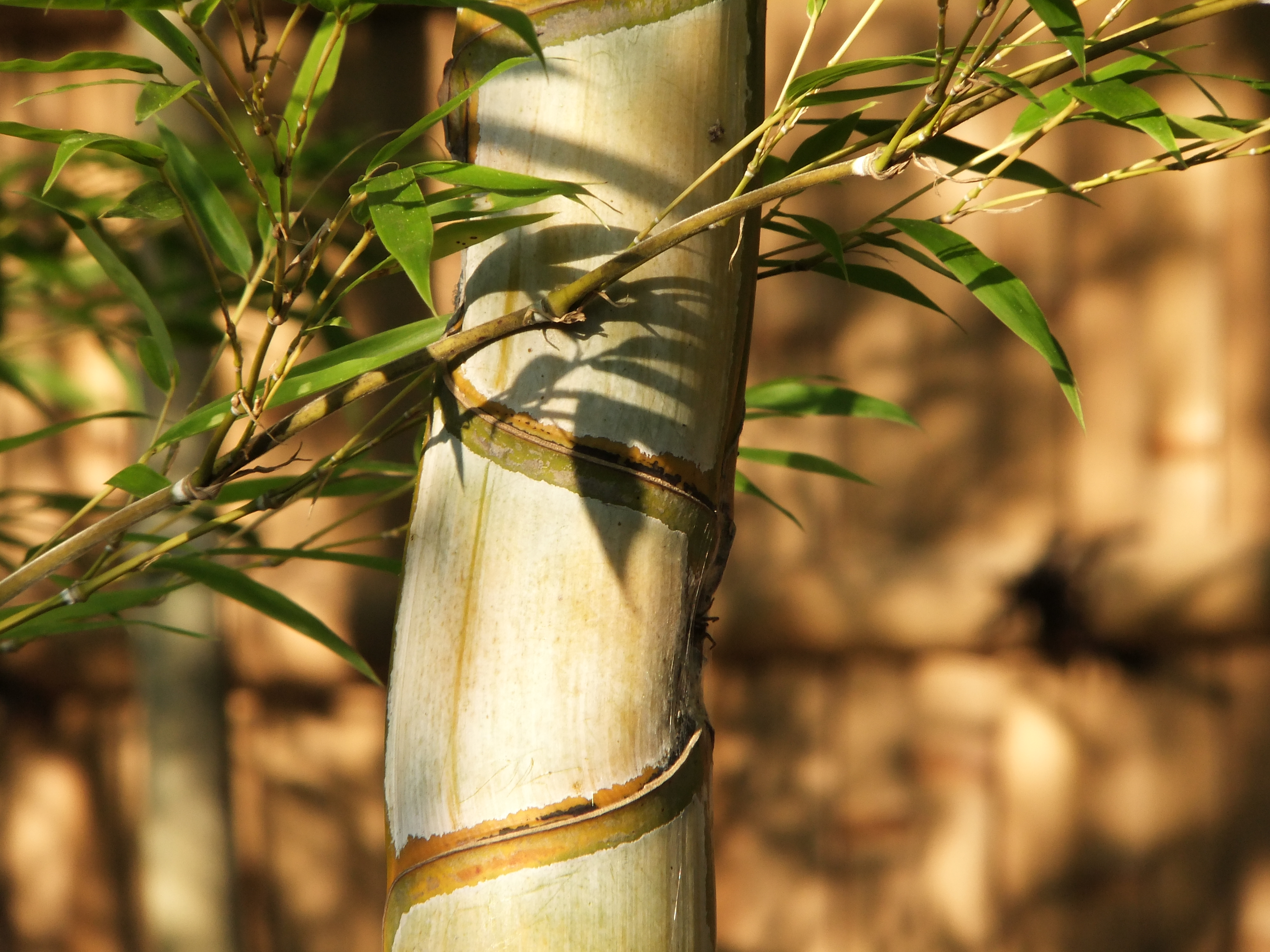 <b>F16<br>FinePix F300EXR / 約4.0MB / 4,000×3,000 / 1/15秒 / 0EV / ISO100 / WB:オート / 66mm</b>