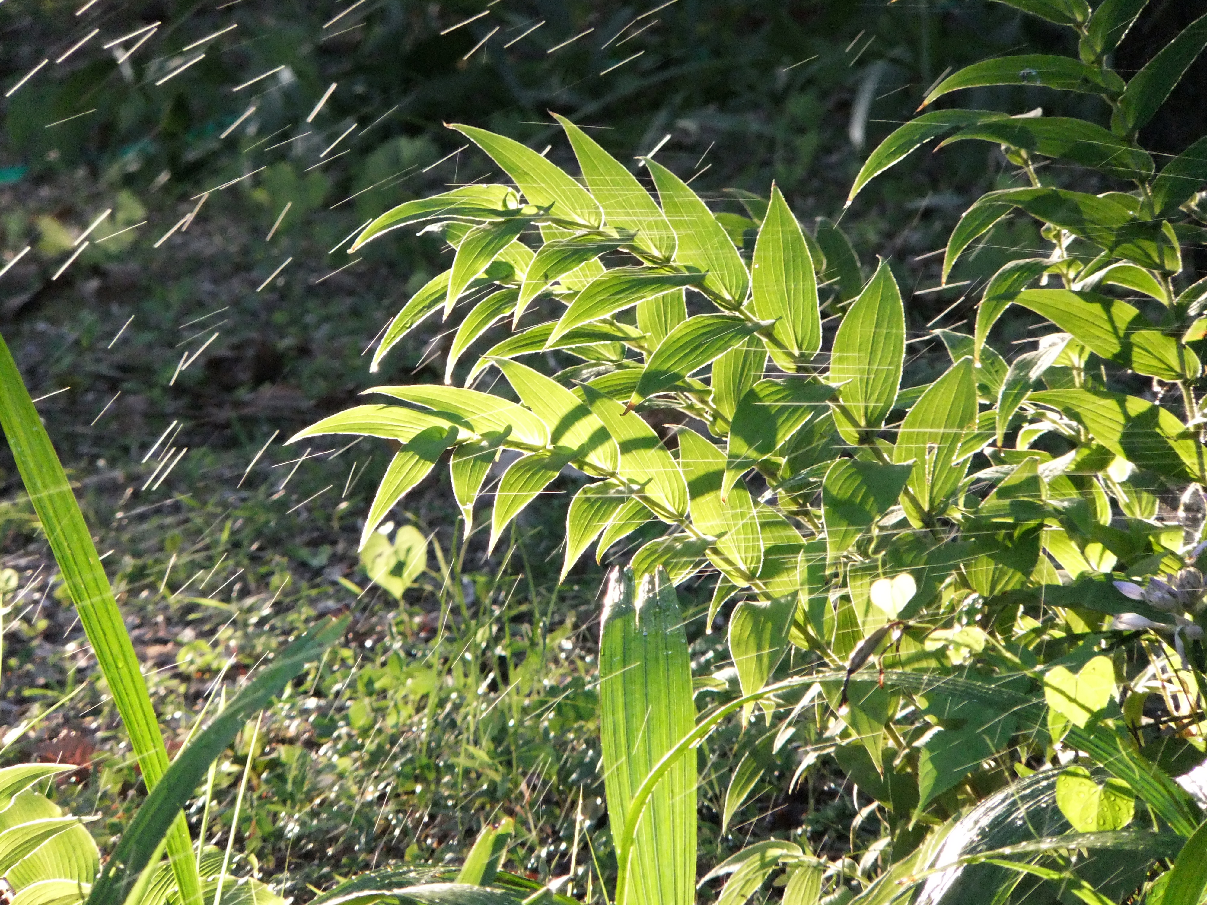 <b>FinePix F300EXR / 約4.4MB / 4,000×3,000 / 1/90秒 / F5.3 / -0.3EV / ISO400 / WB:オート / 66mm</b>