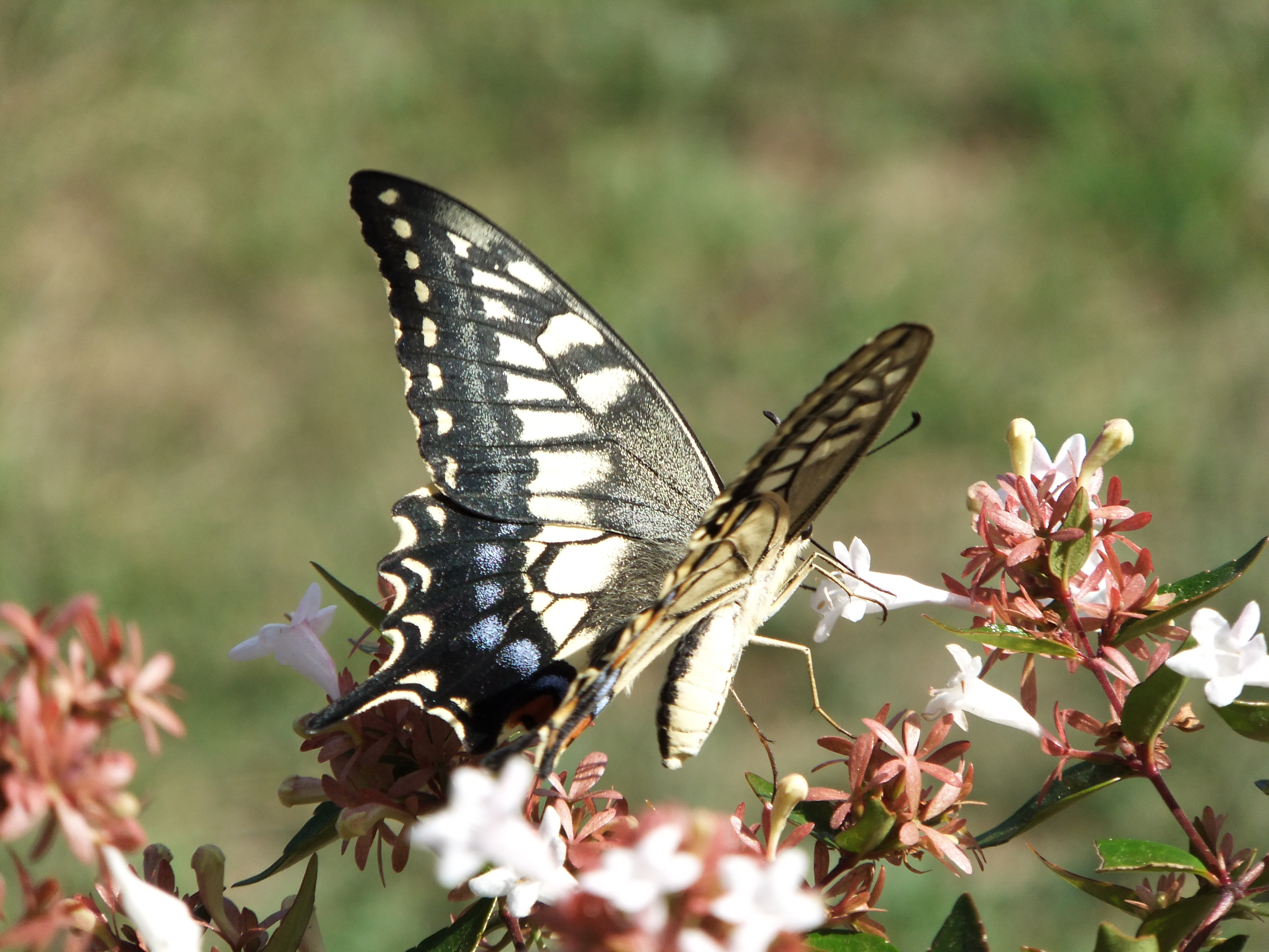 <b>FinePix F300EXR / 約4.3MB / 4,000×3,000 / 1/320秒 / F5.3 / 0EV / ISO100 / WB:オート / 66mm</b>