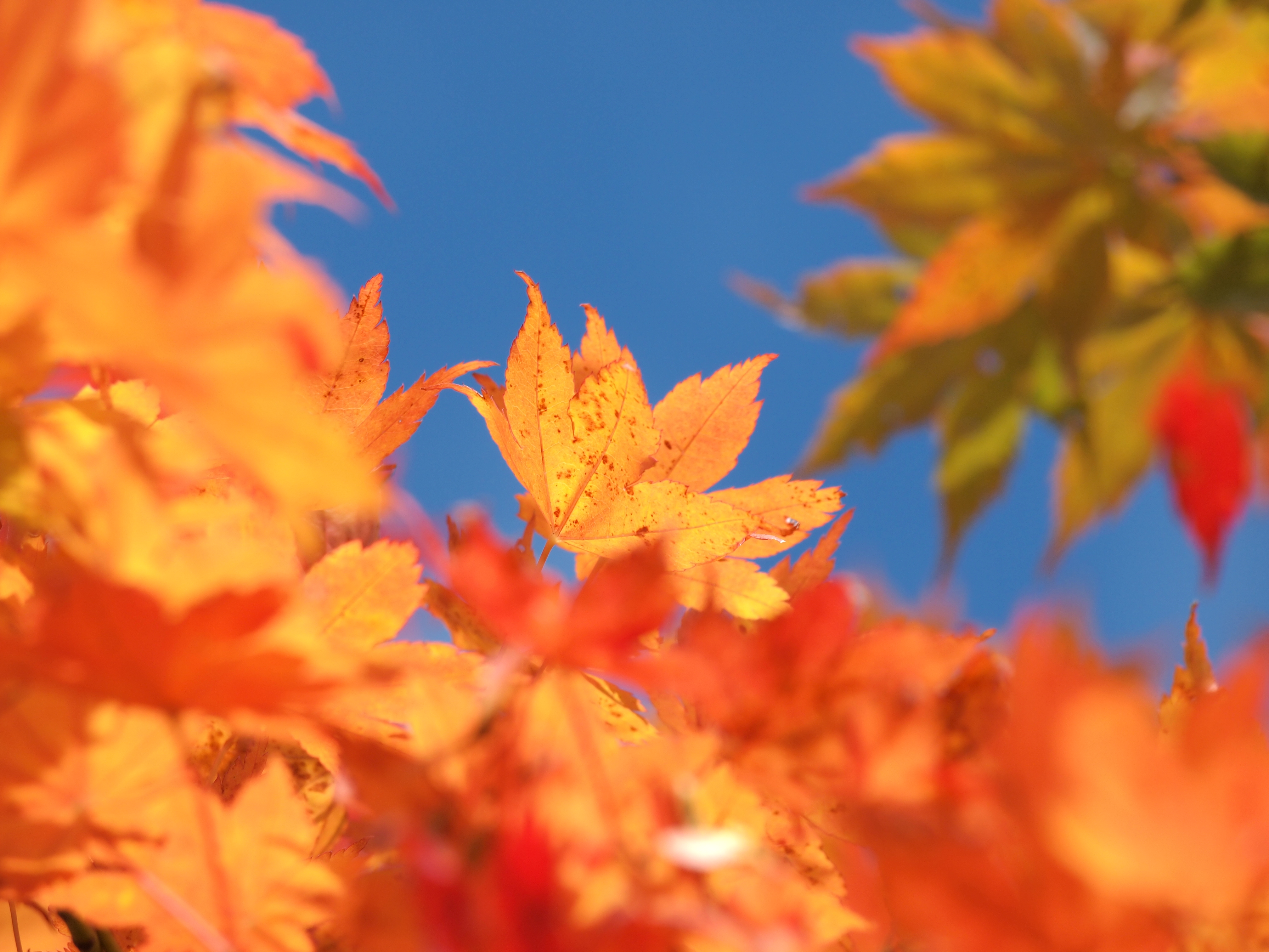 <b>E-PL1 / M.ZUIKO DIGITAL ED 40-150mm F4-5.6 / 約5.9MB / 4,032×3,024 / 1/500秒 / F7.1 / +0.7EV / ISO160 / WB:晴天 / 150mm</b>