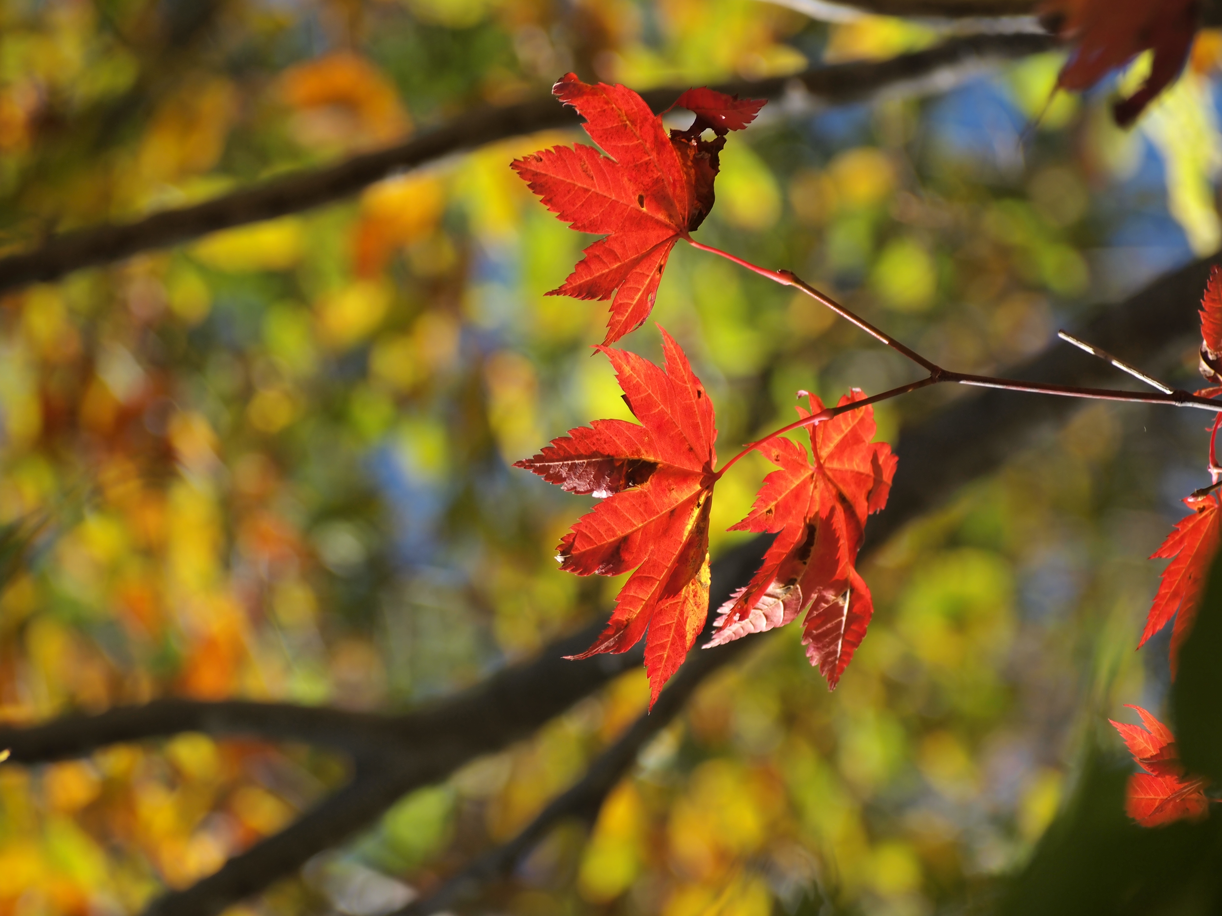 <b>E-PL1 / M.ZUIKO DIGITAL ED 40-150mm F4-5.6 / 約6.1MB / 4,032×3,024 / 1/200秒 / F6.3 / 0EV / ISO100 / WB:オート / 150mm</b>