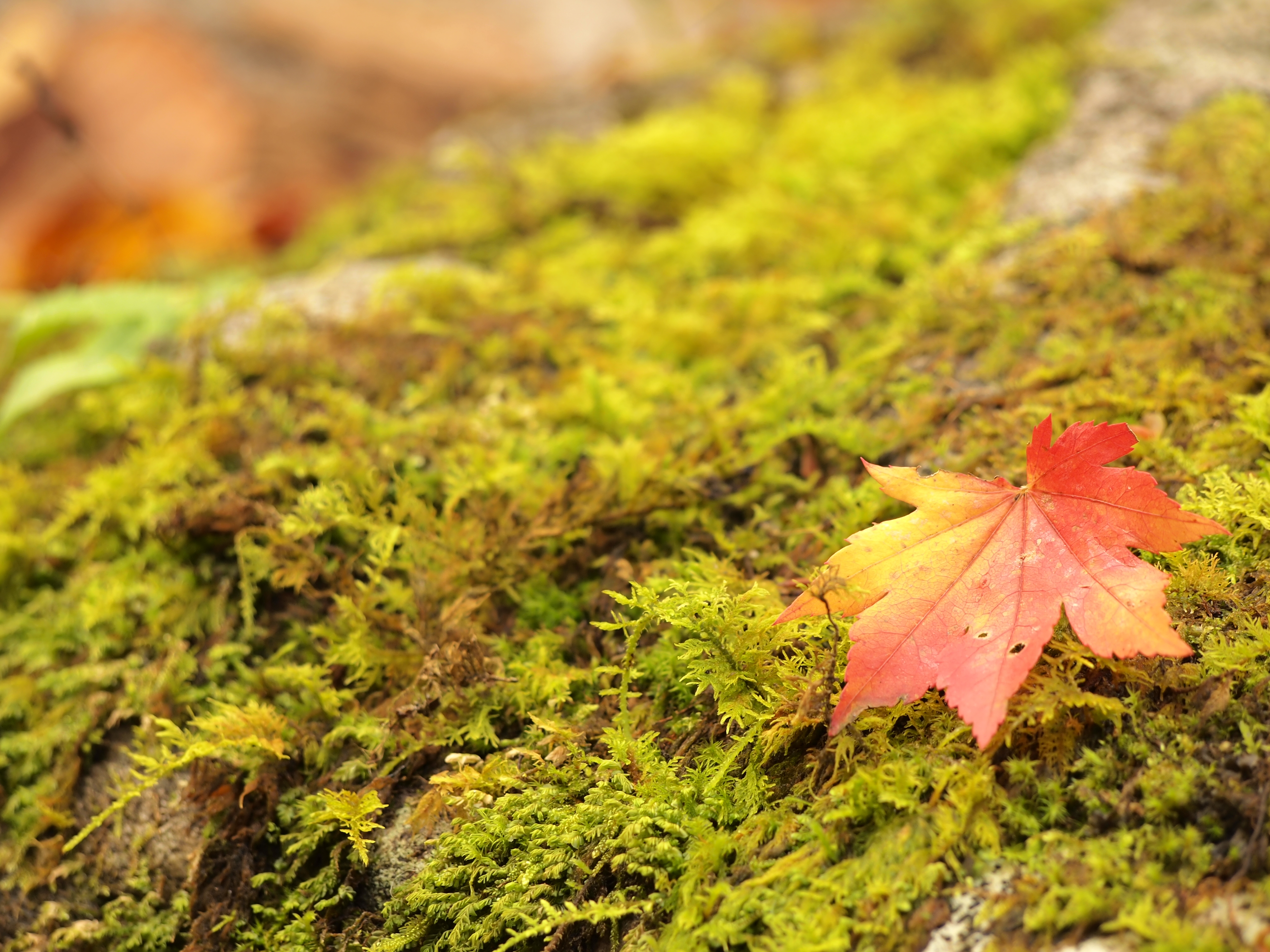 <b>E-PL1 / M.ZUIKO DIGITAL ED 40-150mm F4-5.6 / 約6.9MB / 4,032×3,024 / 1/10秒 / F6.3 / +0.7EV / ISO100 / WB:日陰 / 123mm</b>