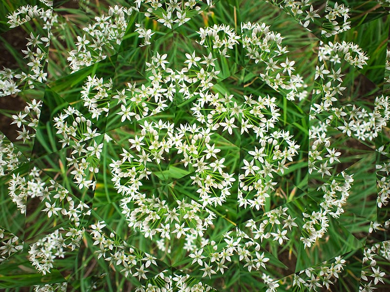 <b>「万華鏡カメラ」を使うとこんなふうに写る。被写体は畑の脇に咲いていた「ニラの花」。屋外でいろんなものを被写体にできるのが、このカメラの面白いところ。オリンパスPEN Lite・E-PL1+M.ZUIKO DIGITAL 17mm F2.8</b>