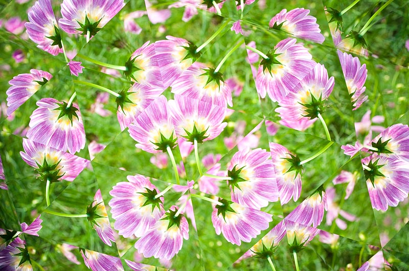 <b>スリーミラーシステムで撮影したコスモス。屋外で撮影。カメラを少し動かすだけで、どんどん模様が変わるのが面白い。ニコンD5000+カールツァイス ディスタゴン T* 2.8/25</b>