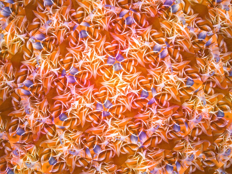 <b>スリーミラーシステムで撮影した花びら。色紙の上に花びらを散りばめて撮影。リコーCaplio GX100</b>