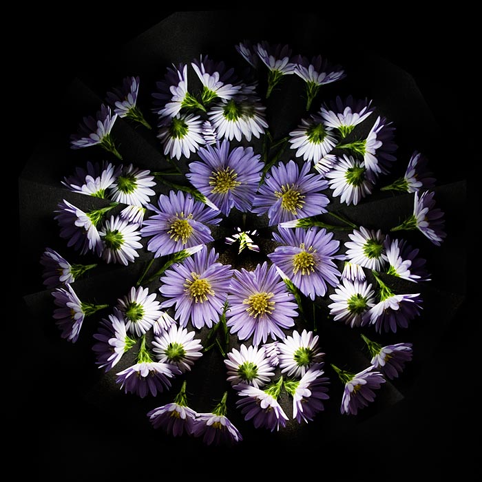 <b>ツーミラーシステムで撮影。ツーミラーシステムの場合、黒いバックで撮影すると周囲の黒と馴染んで面白い。ニコンD300+シグマ28mm F1.8 EX DG Aspherical Macro</b>