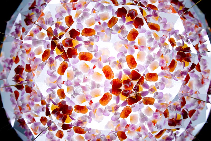 <b>テーパードミラーシステムで撮影した写真。透過光で撮影した小さな花びら。ニコンD200+シグマ28mm F1.8 EX DG Aspherical Macro</b>
