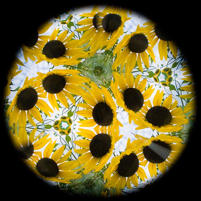 <b>テレイドスコープを使って撮影したひまわり。撮影後に丸くトリミング。ニコンD300+シグマ28mm F1.8 EX DG Aspherical Macro</b>