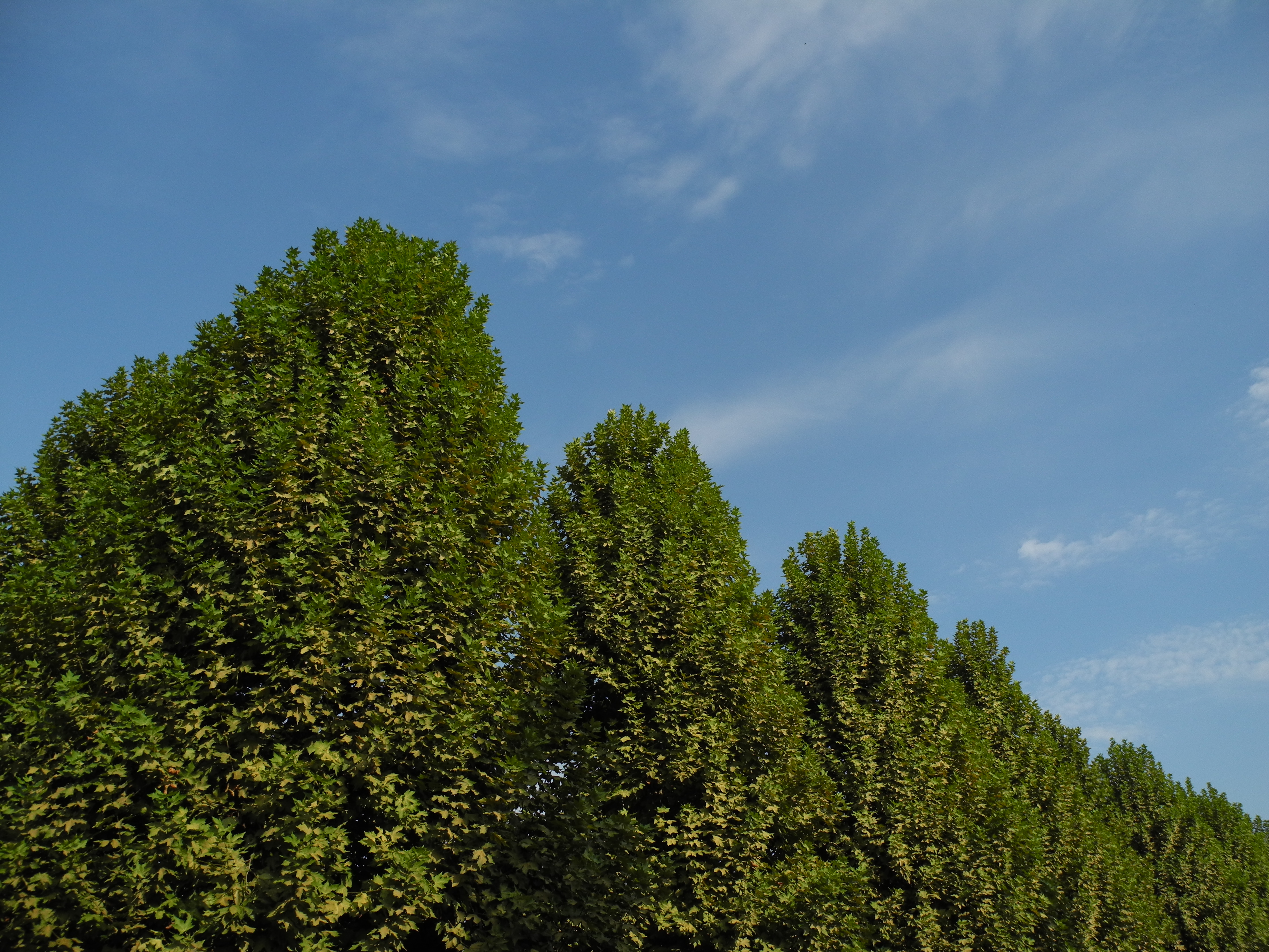 <b>ピクチャーコントロール：スタンダード<br>COOLPIX P7000 / 3,648×2,736 / 1/1,100秒 / F4 / -1.0EV / ISO100 / 絞り優先AE / WB:オート / 6mm（28mm相当）</b>