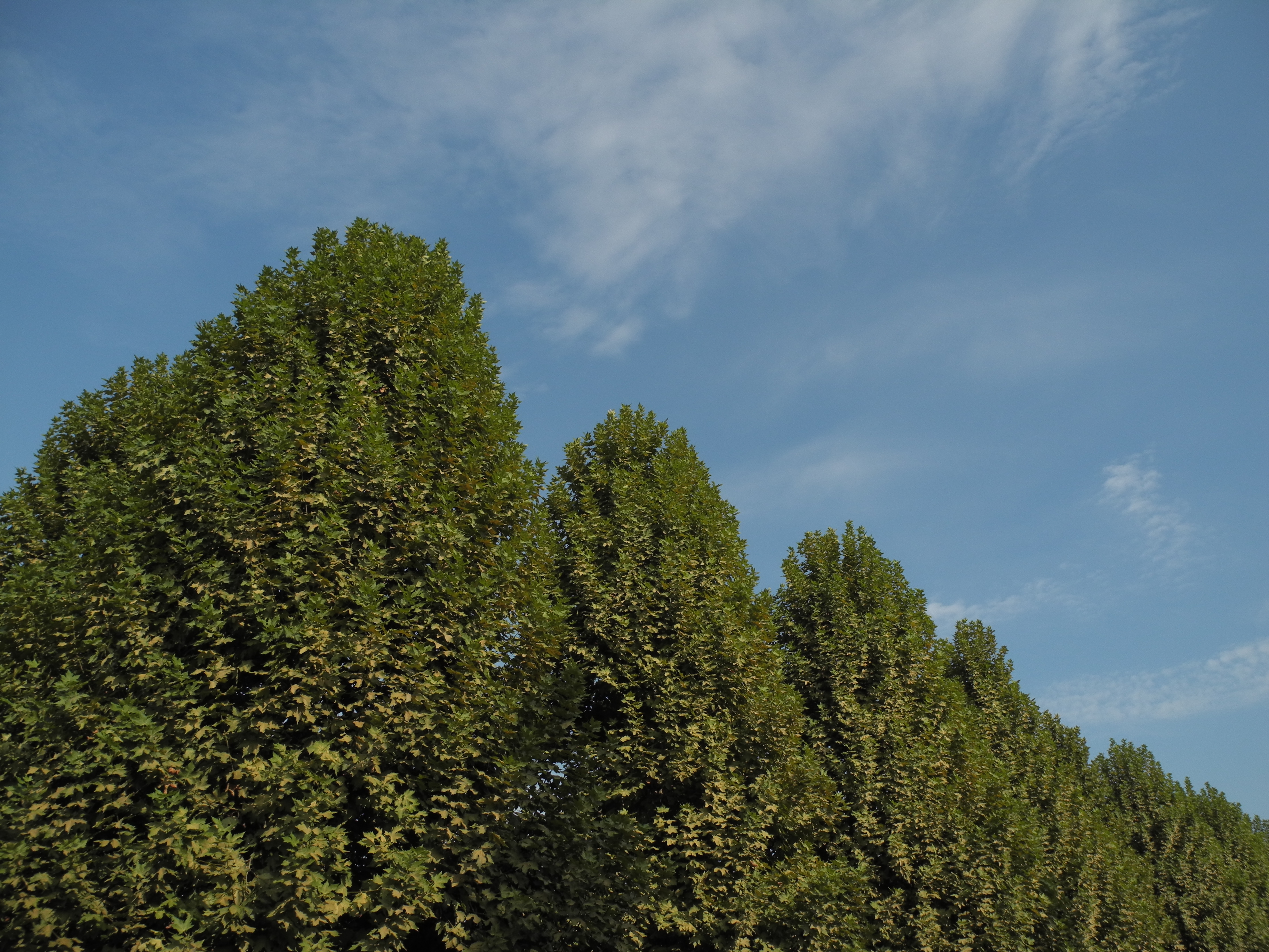 <b>ピクチャーコントロール：ニュートラル<br>COOLPIX P7000 / 3,648×2,736 / 1/1,116秒 / F4 / -1.0EV / ISO100 / 絞り優先AE / WB:オート / 6mm（28mm相当）</b>